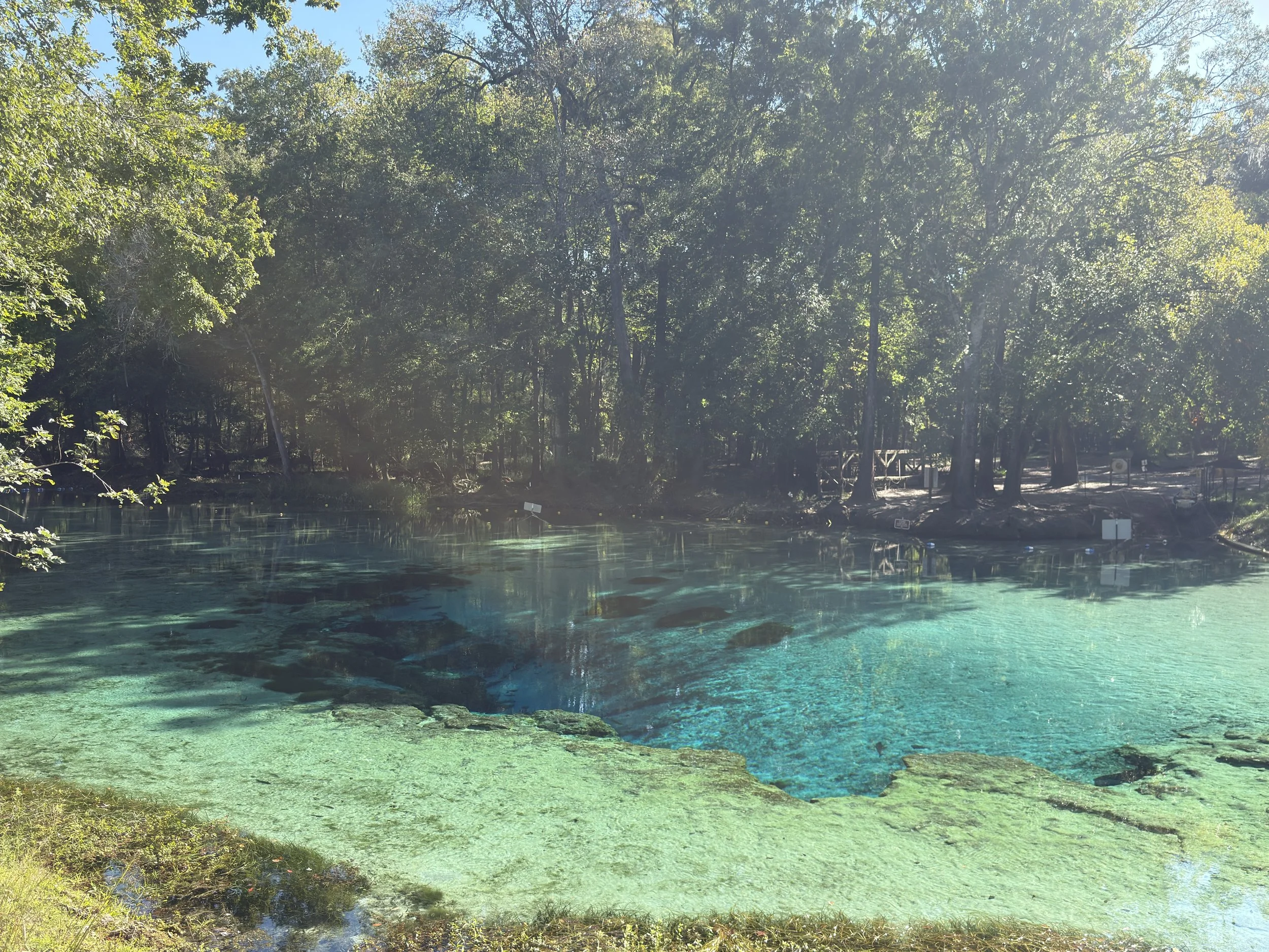 A clear natural spring in a forested area with tall trees and a bright sky. Ichtucknee Springs, Ginnie Springs, Gilchrist Springs, Devils Den