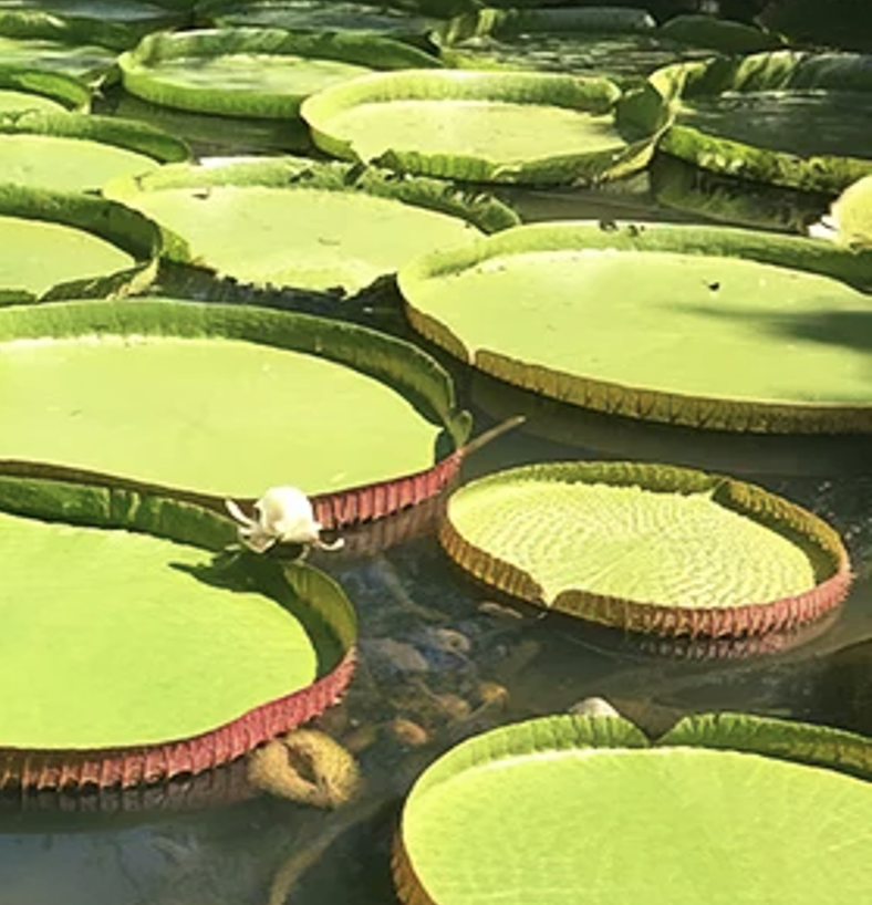 Close-up of green water lilies with some white flowers on a pond.