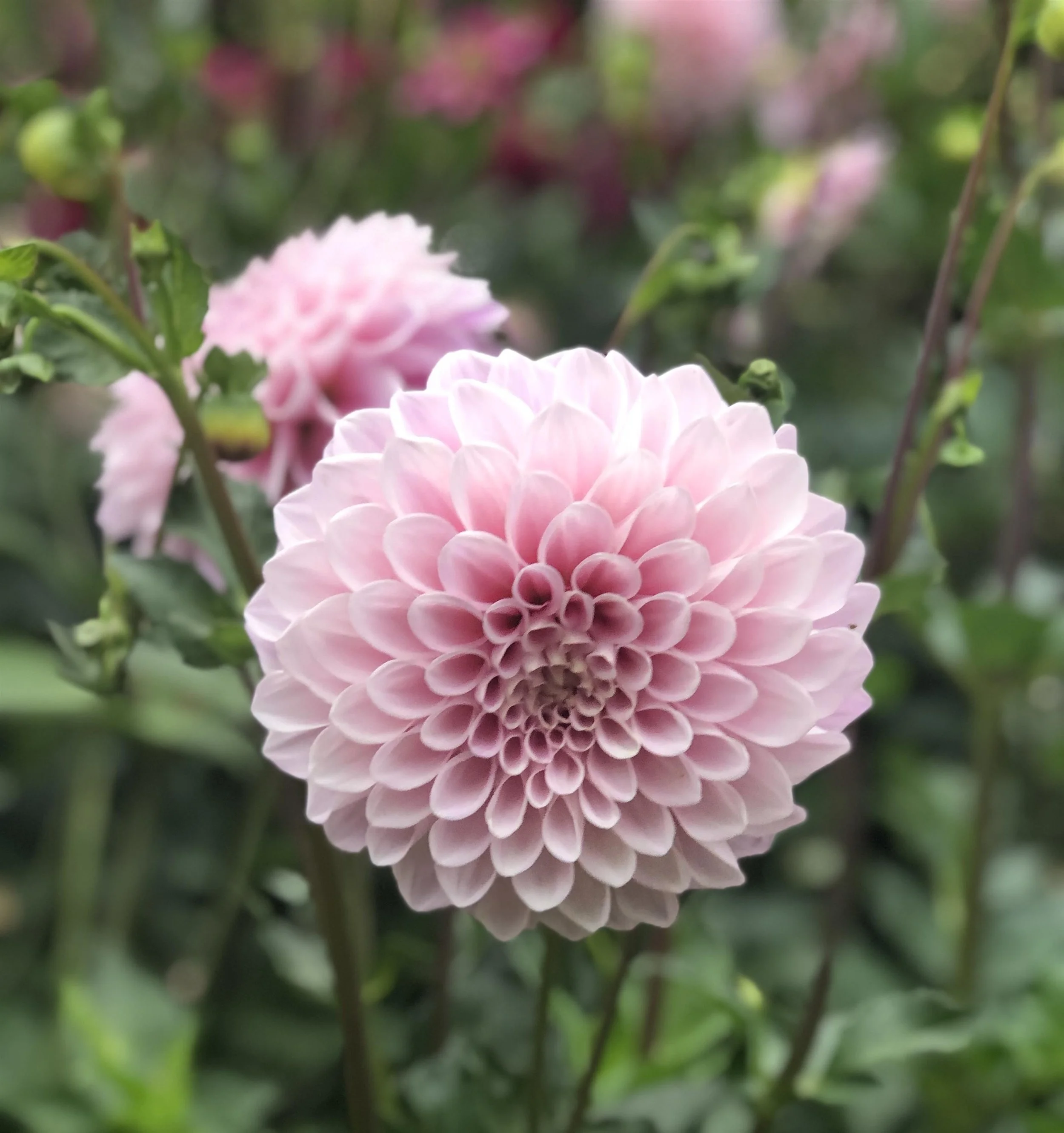 Open Hands in the garden