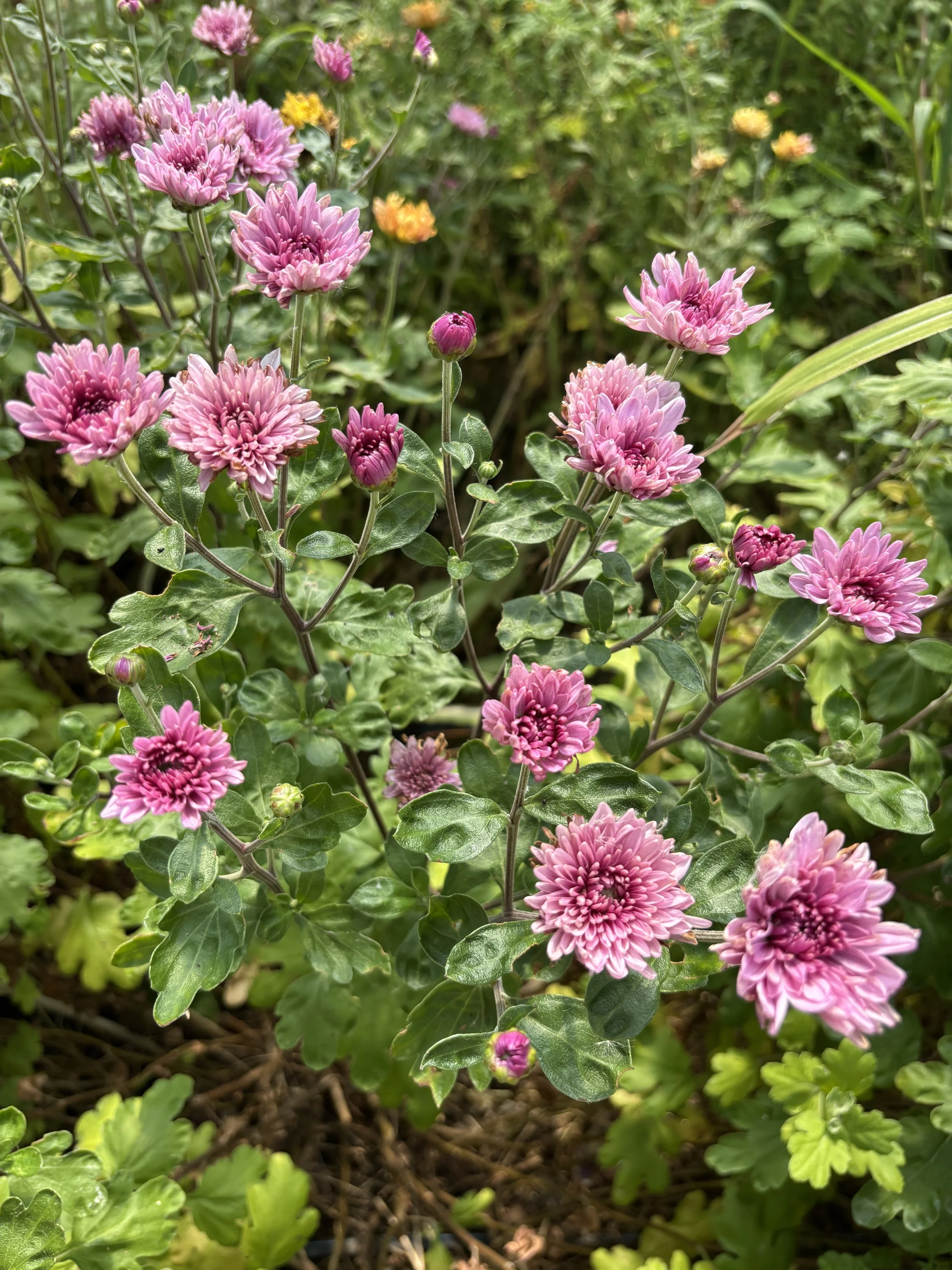 What’s Blooming Today?