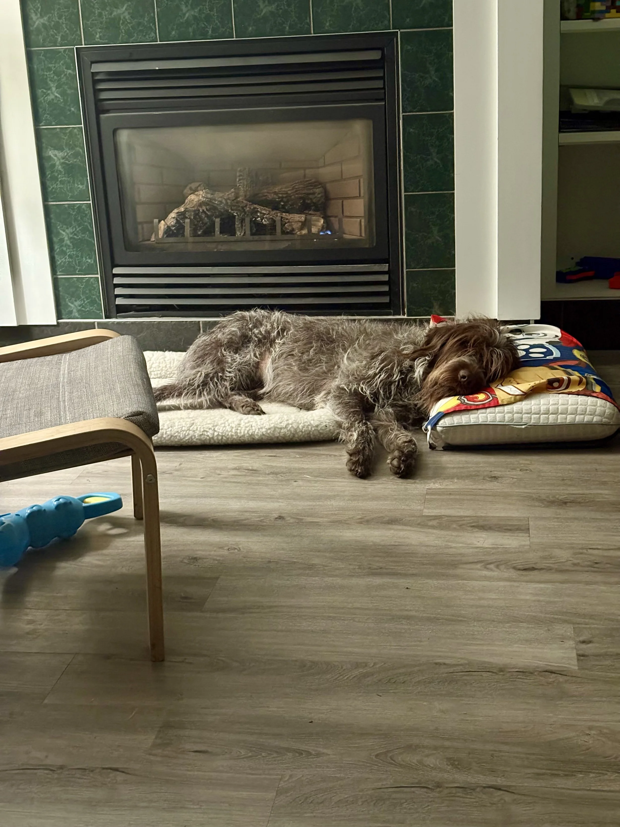 Sully relaxing indoors after an Alberta outdoor adventure.