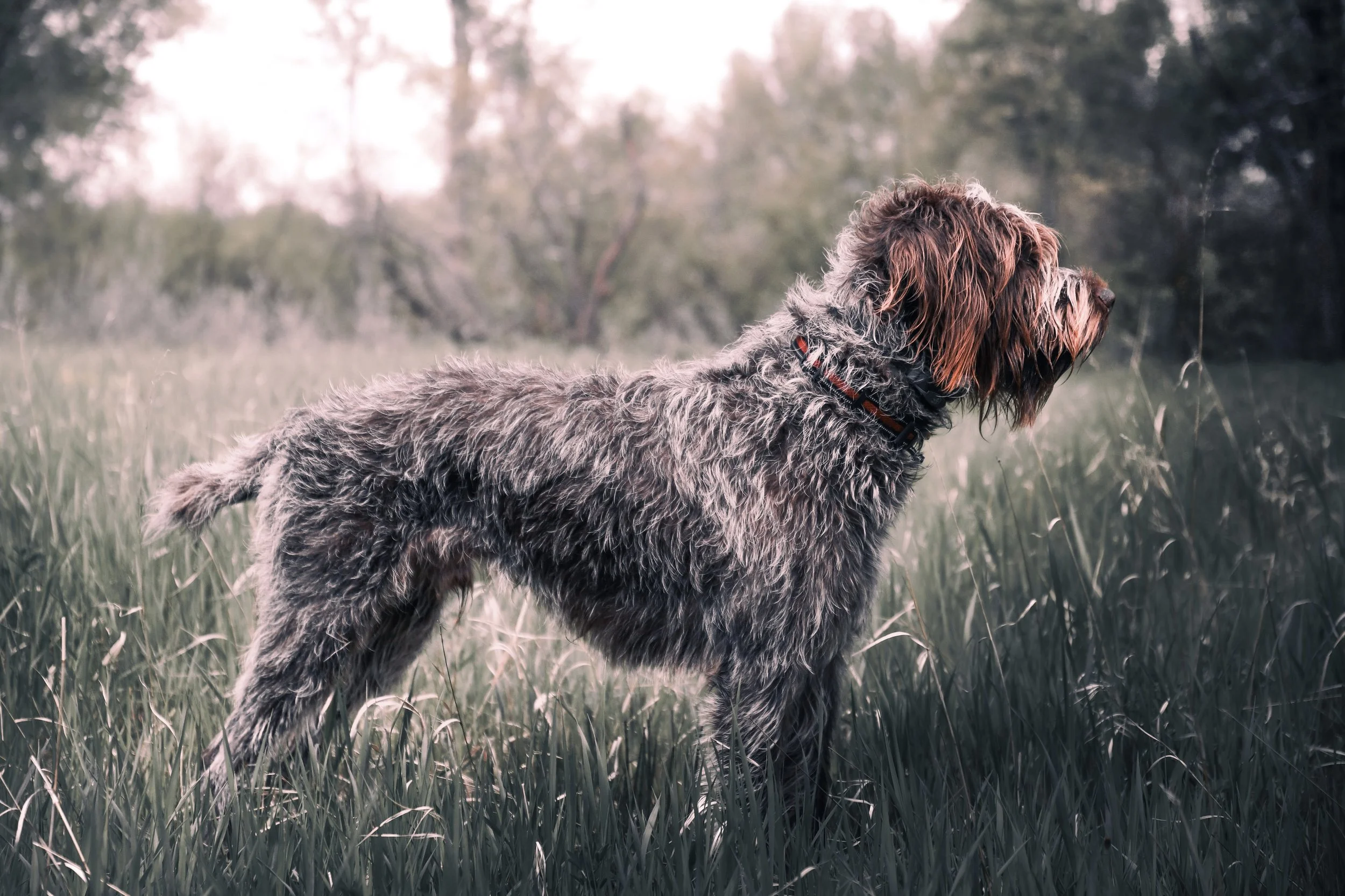 Sully the German Wirehaired Griffon exploring the Alberta backcountry during an outdoor adventure.