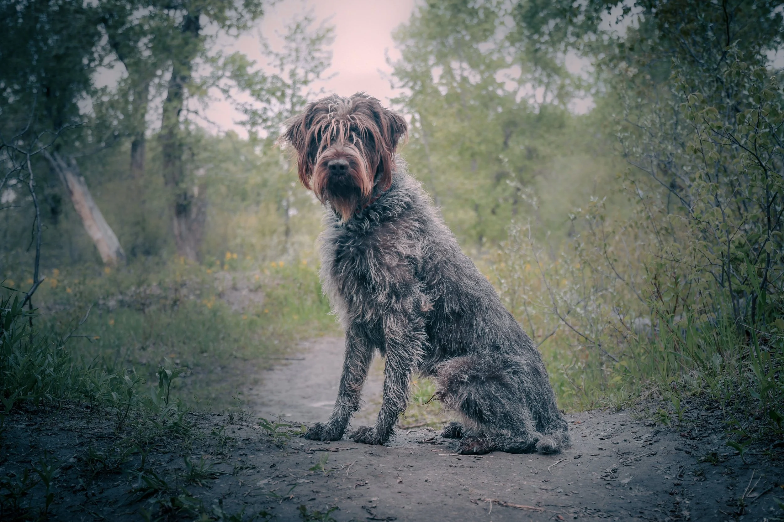 Sully the German Wirehaired Griffon in the Alberta wilderness during an outdoor adventure.