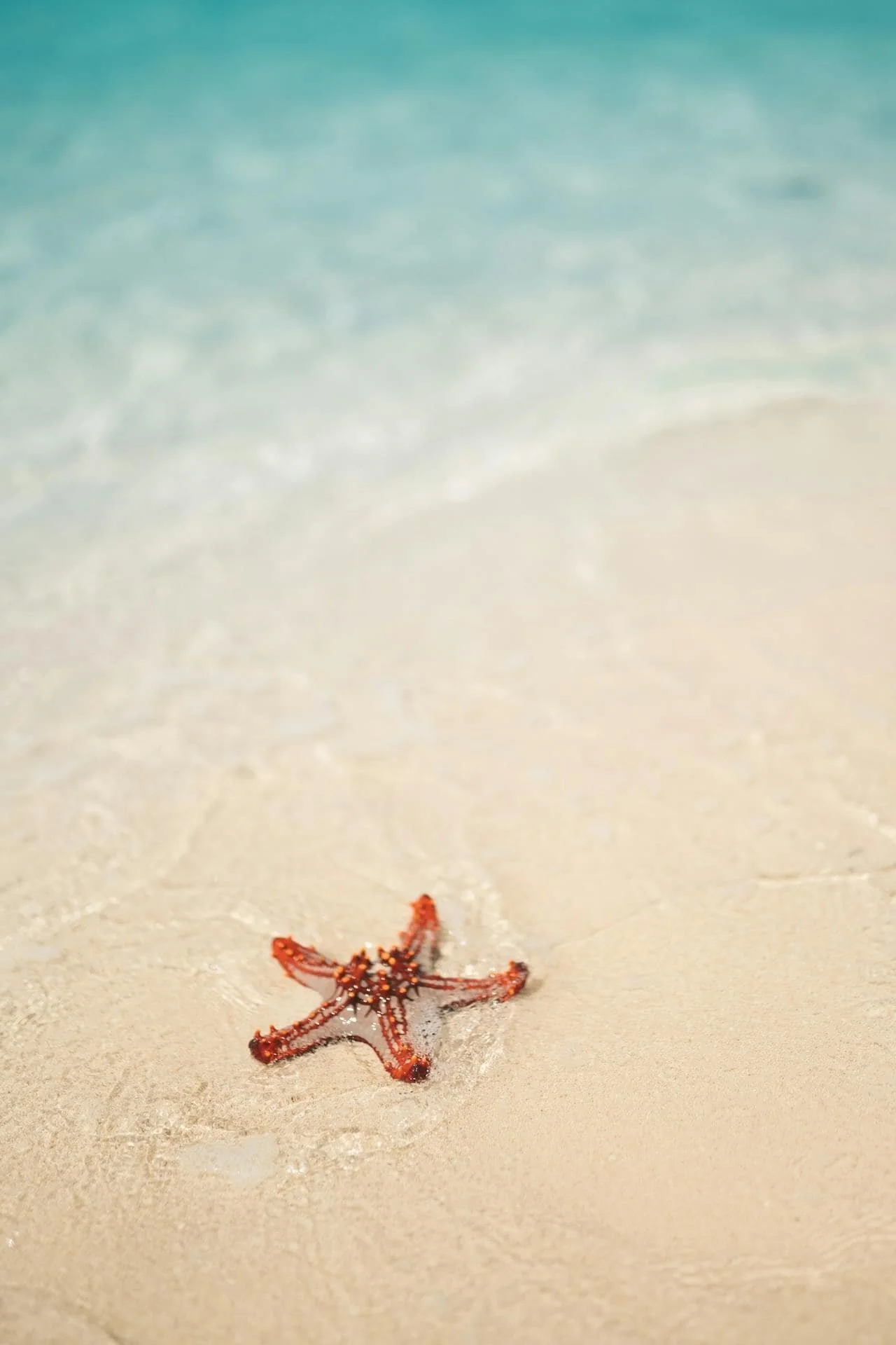 starfish in the sand