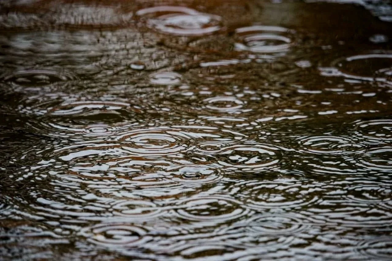 Raindrops creating ripples on a dark water surface.