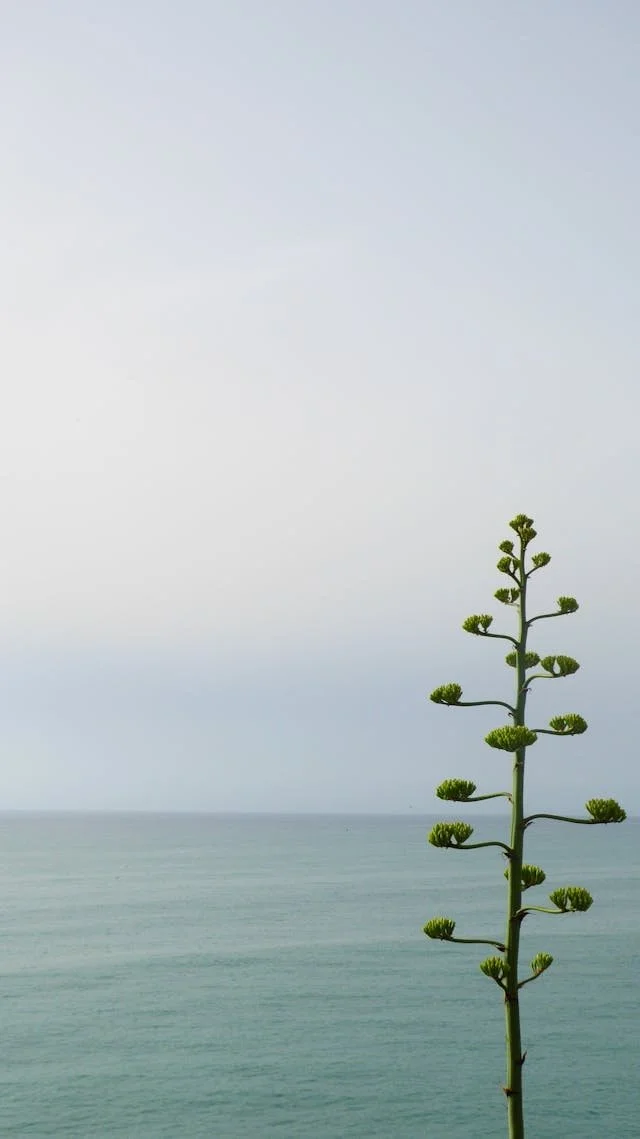 plant growing from ocean