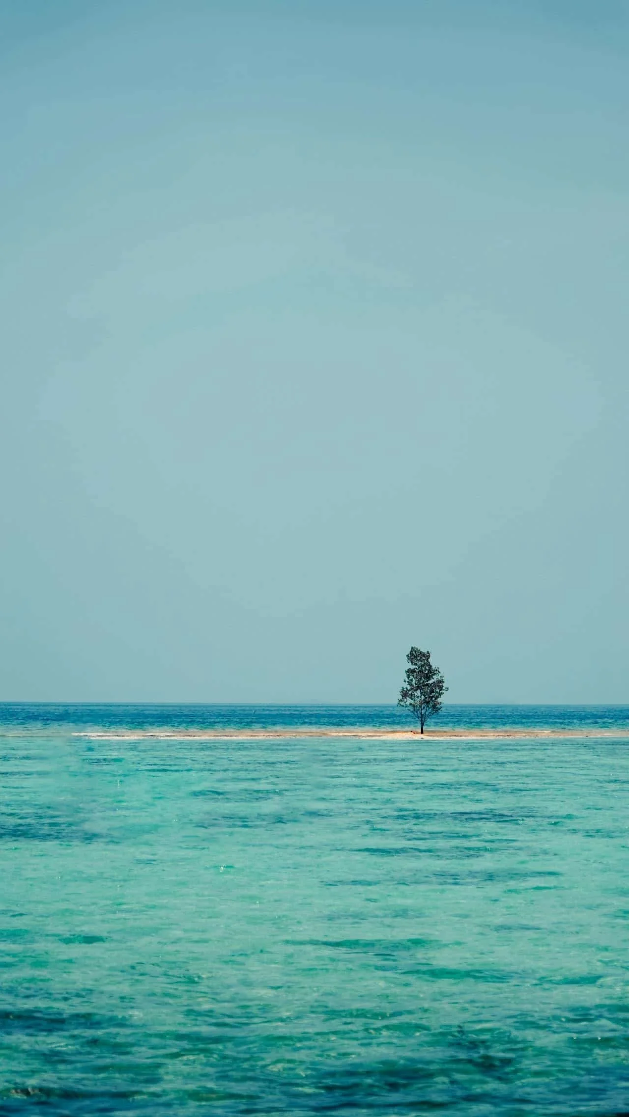 lone tree in the ocean