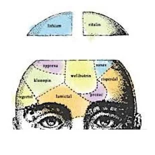 head and skull diagram