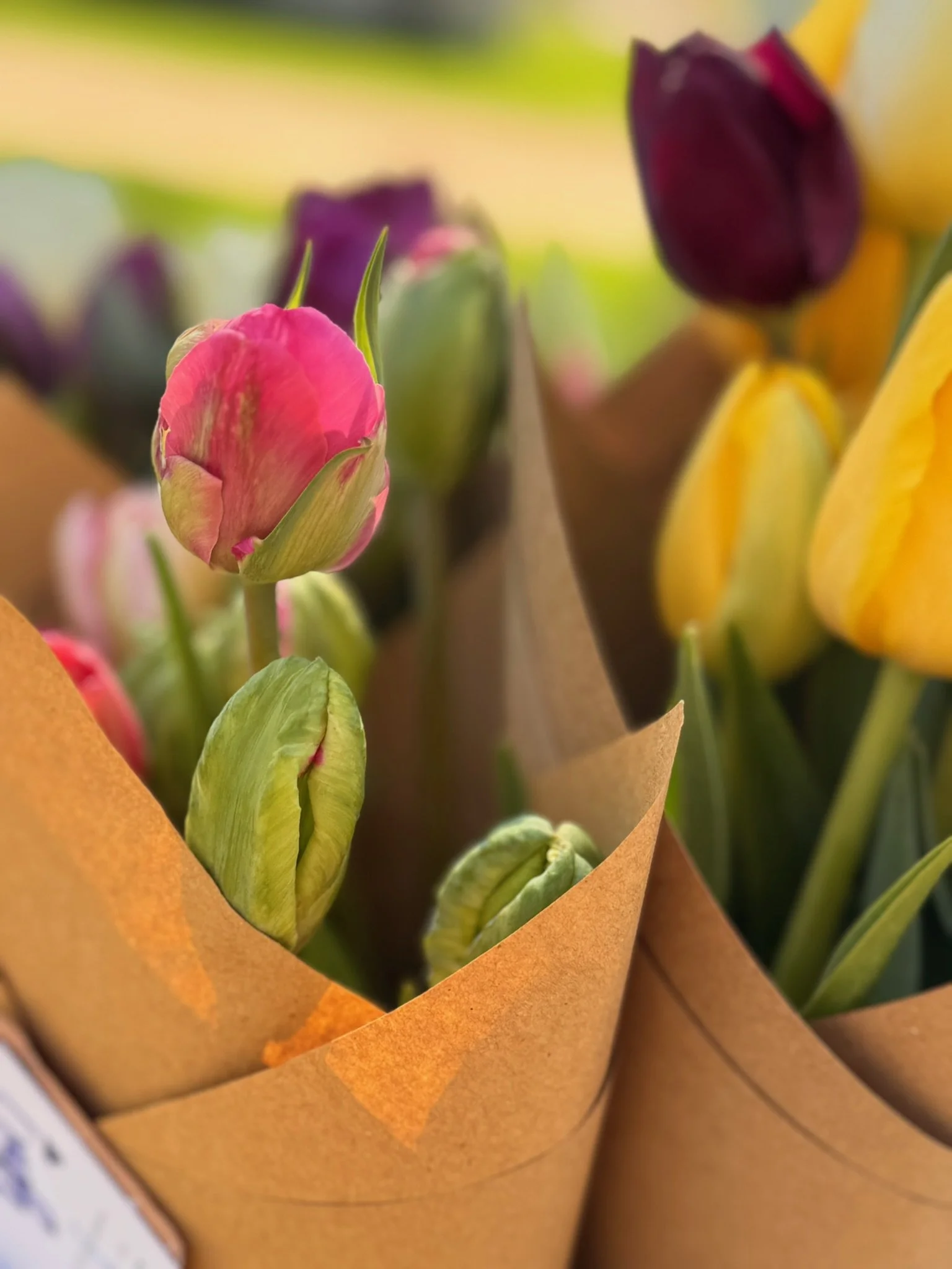 Pilates & Petals