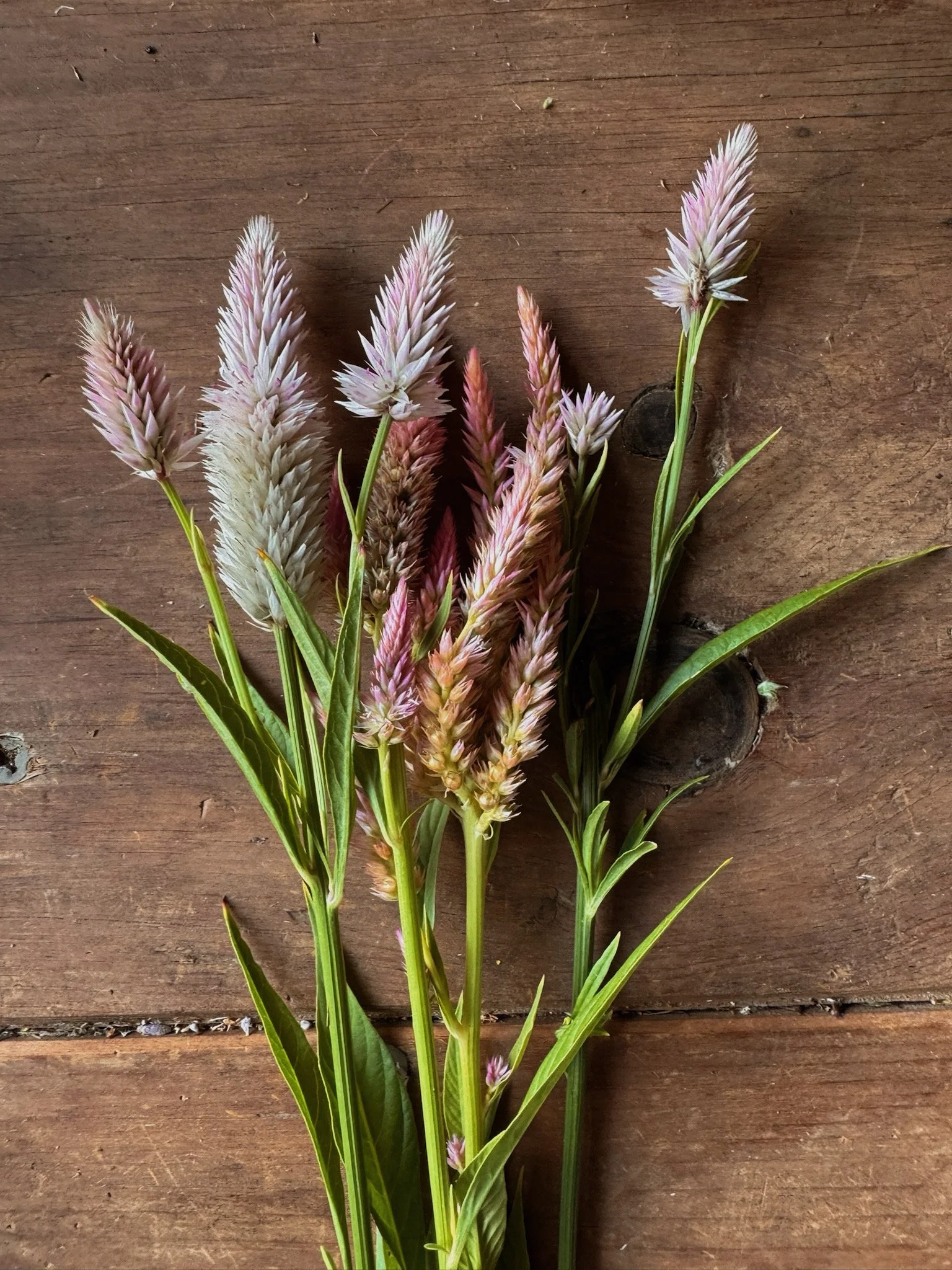 Bouquet of pink and white bunny tail grass flowers on wooden surface.