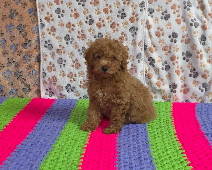 20260324_Pebbles_d.jpg (Copy)