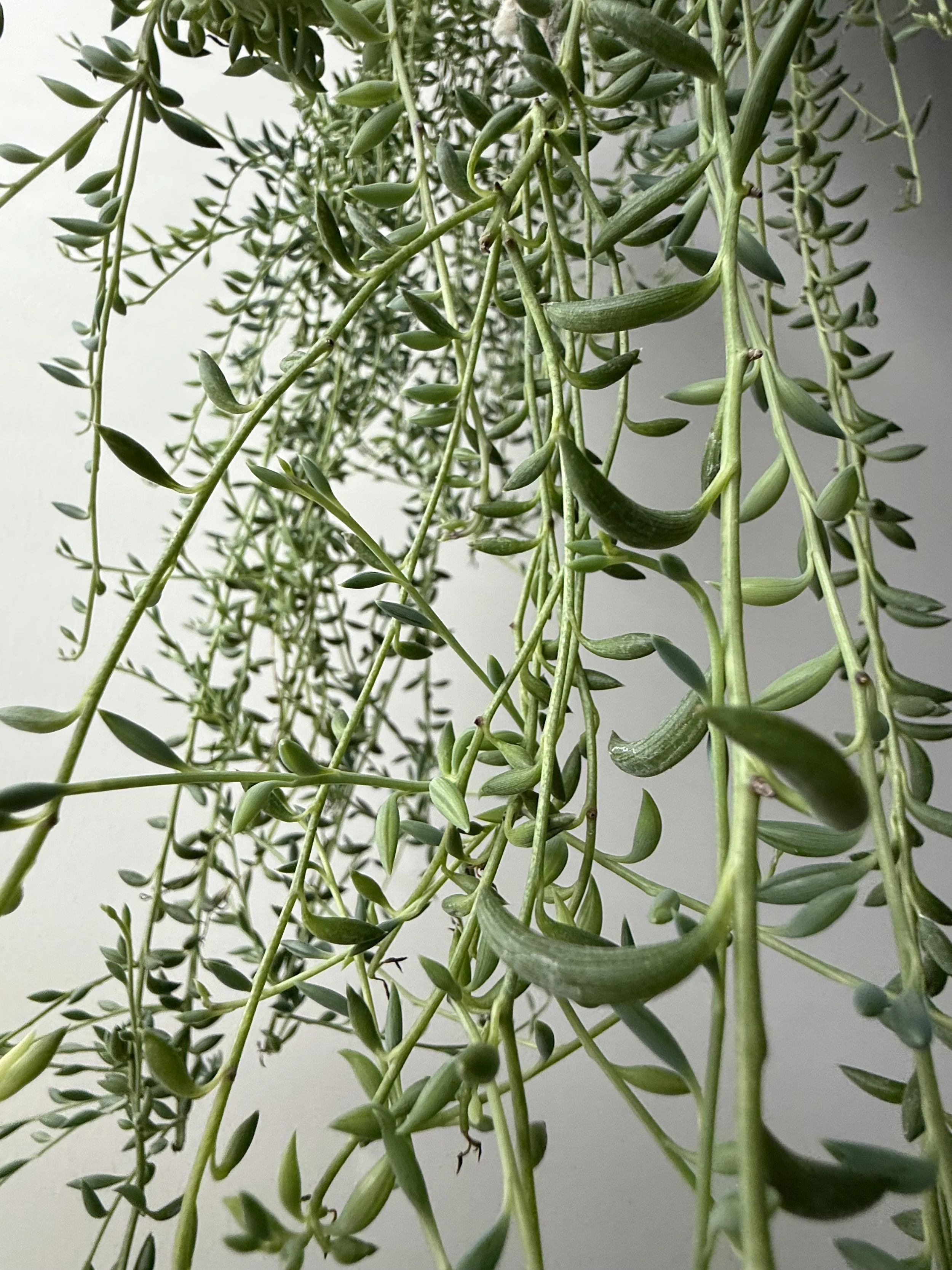 Close-up of a cluster of green trailing succulents with elongated, curved leaves.