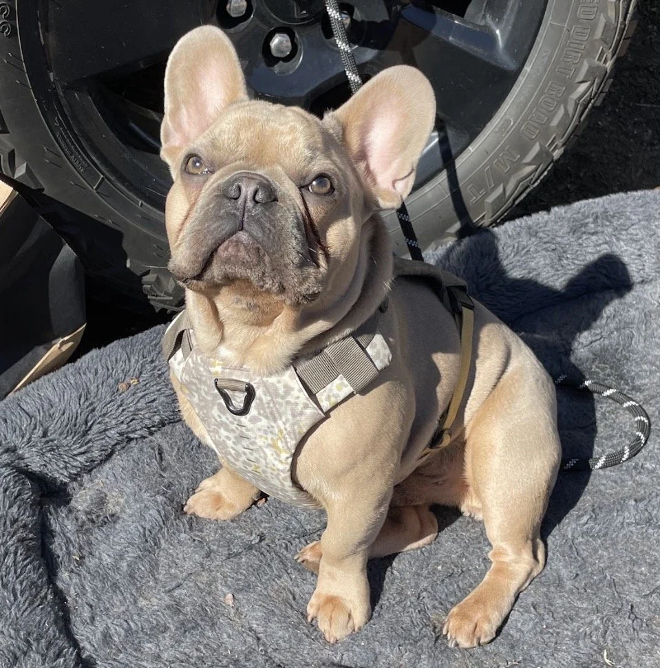 Tan french bulldog