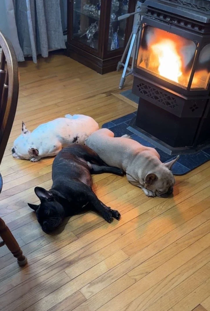 Three dogs sleeping on the wooden floor near a lit fireplace, with a glass display cabinet and some furniture in the background.
