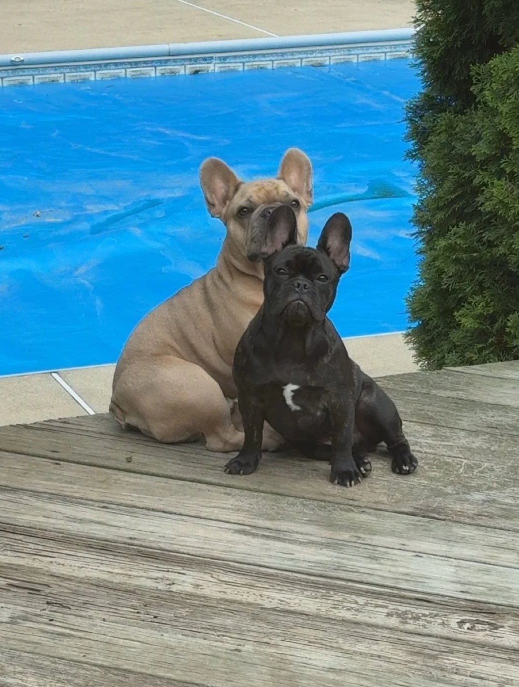 Two French Bulldogs, one beige and one black with brindle markings, sitting on a wooden deck next to a bush, with a blue swimming pool in the background.