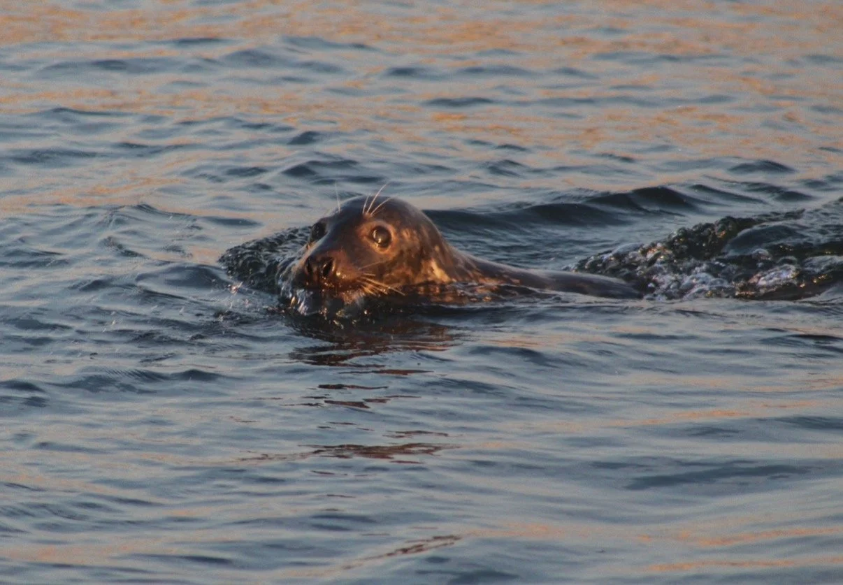 A seal swimming in the ocean with its head partially above water.