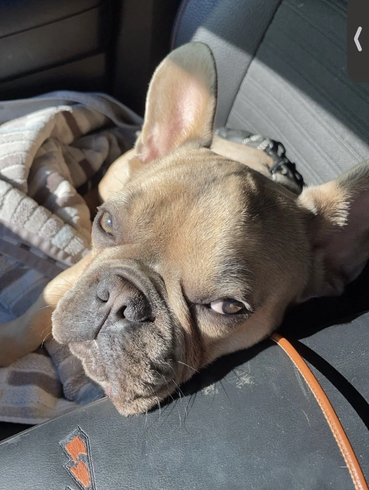 A close-up of a tan and black French Bulldog lying on a dark surface, resting with partially open eyes, in a relaxed position.