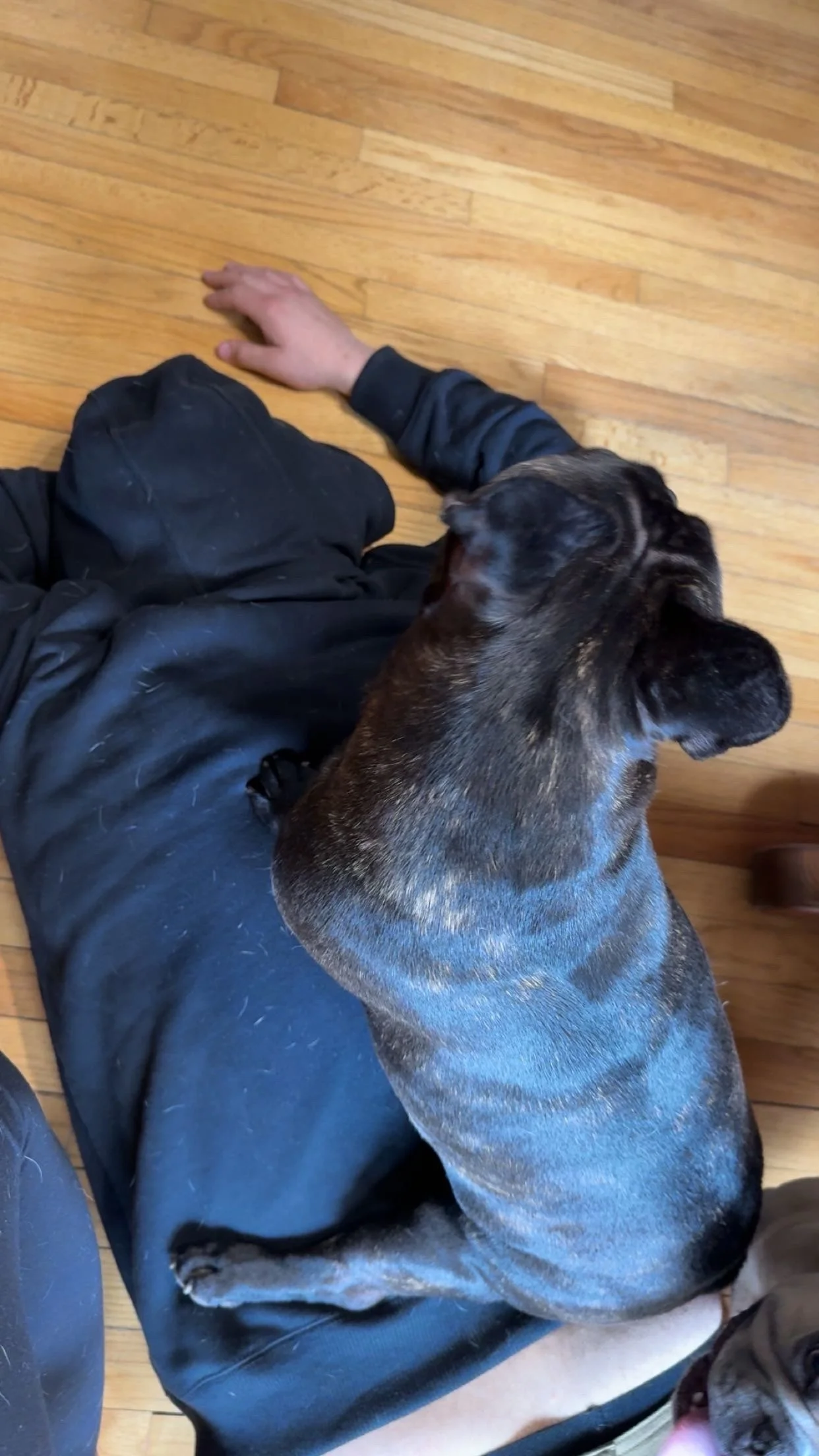 A person wearing black pants and a dark jacket sitting on a wooden floor with a large brindle dog resting its head on their lap.