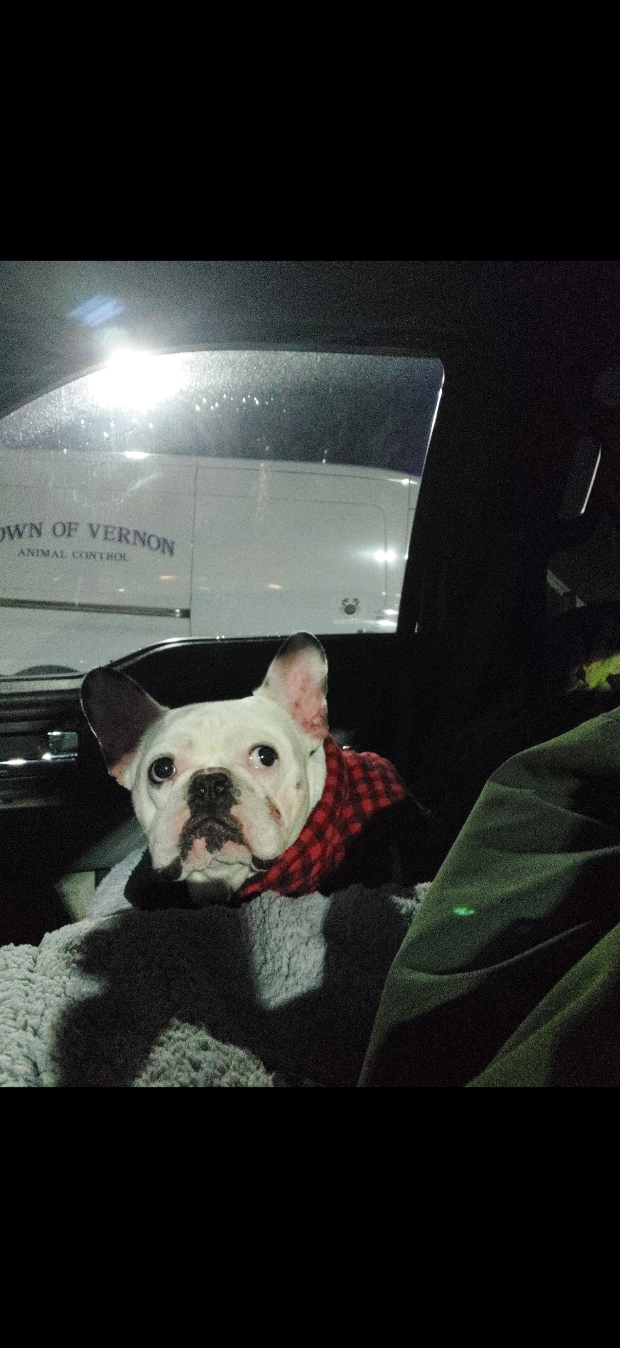 A small dog with a cream-colored coat and black markings on its face, wearing a red and black checkered bandana, sitting inside a vehicle.