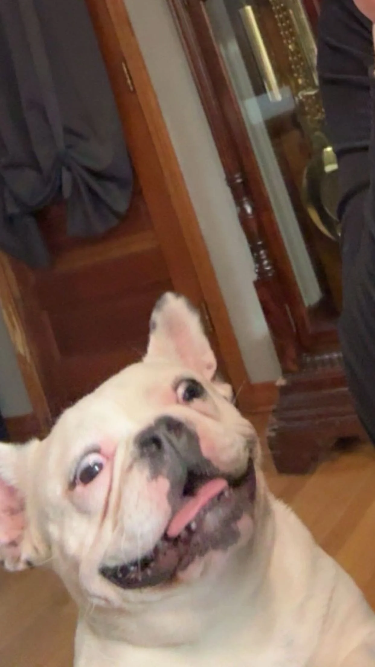 A close-up of a happy white bulldog with a black spot on its nose, looking up with a big smile, in an indoor setting with wooden furniture.