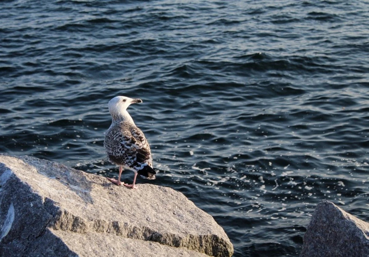 A seagull standing on a rocky shore by the water.