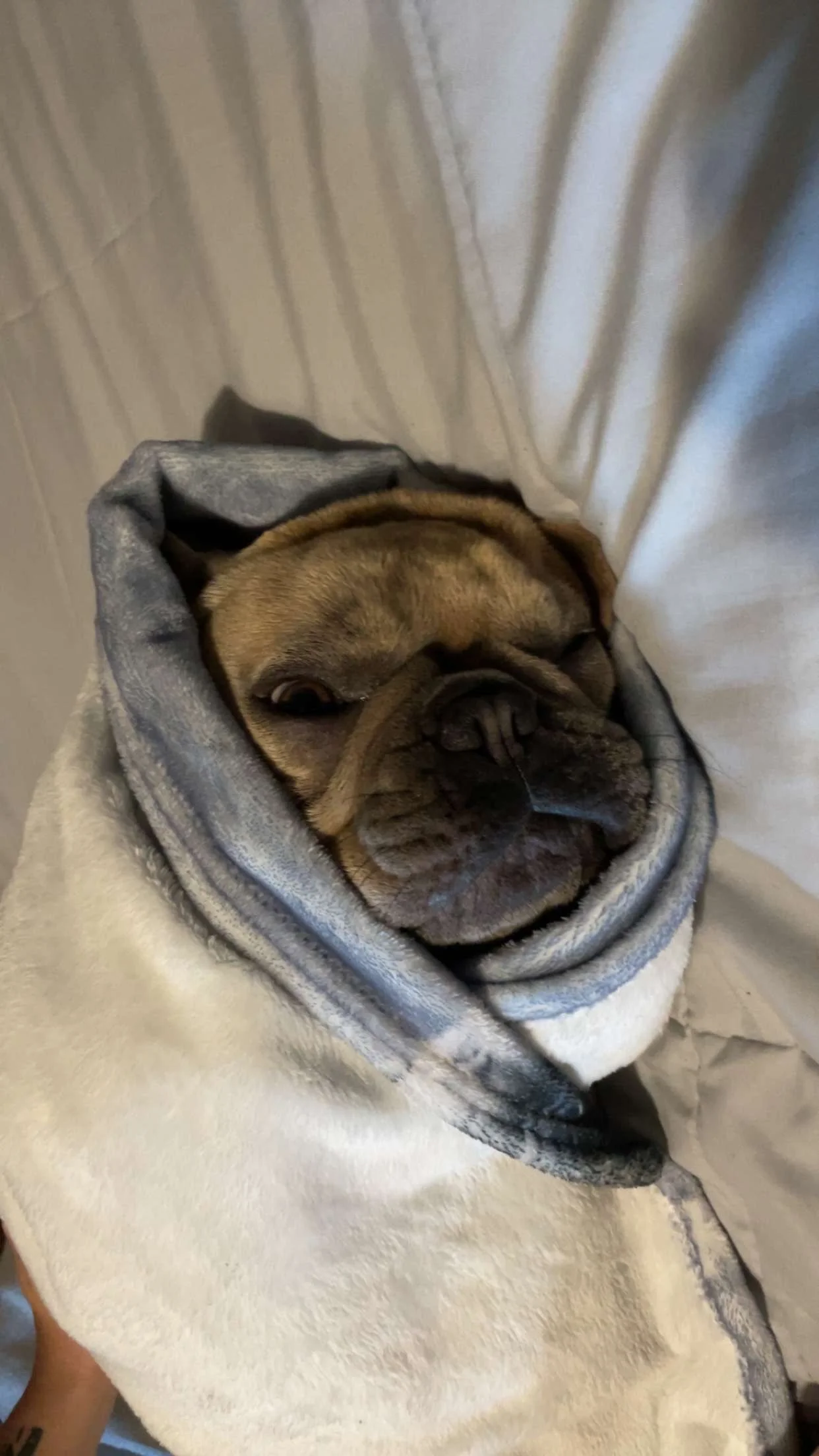 A tan French Bulldog wrapped in a blanket, resting on a white surface.