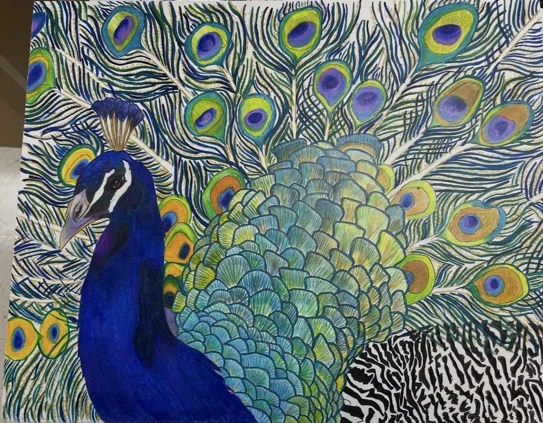Colorful drawing of a peacock with its tail feathers spread out, featuring eye-spot patterns in blue, green, yellow, and purple, and a dark blue body with a detailed face and crest.