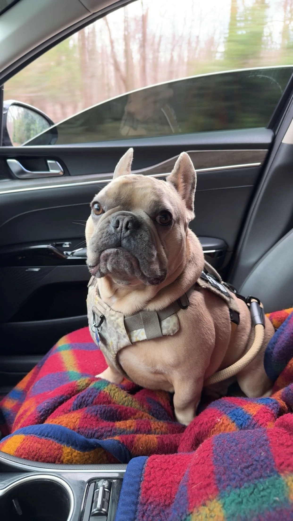 A tan French Bulldog with a harness sitting on a person's lap in the backseat of a car with a colorful blanket. The car window shows a blurred outdoor scene.