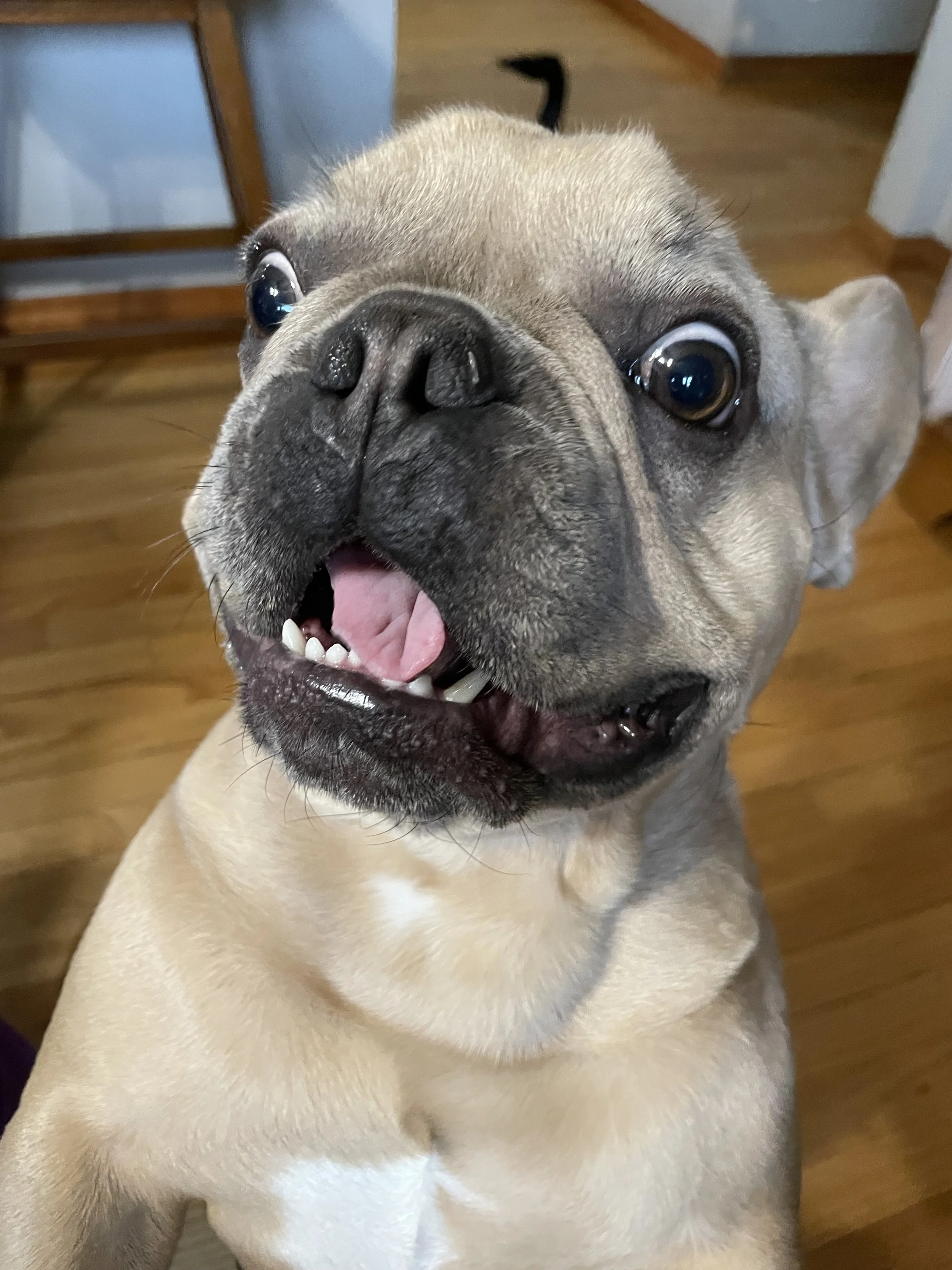 Close-up of a happy French Bulldog with its mouth slightly open, showing part of its tongue and teeth, indoors on a wooden floor.