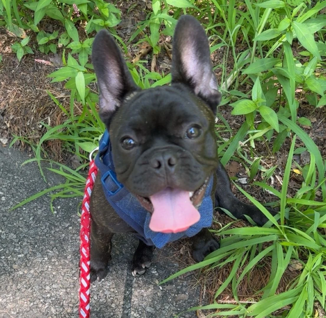 Black french bullgog