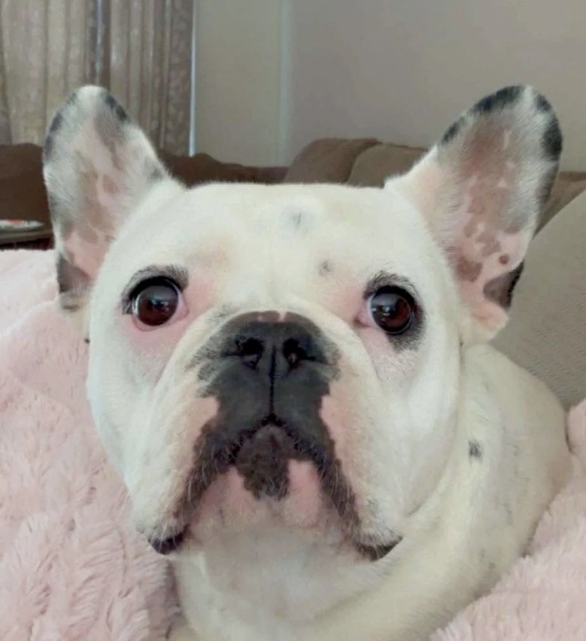 White and black french bulldog