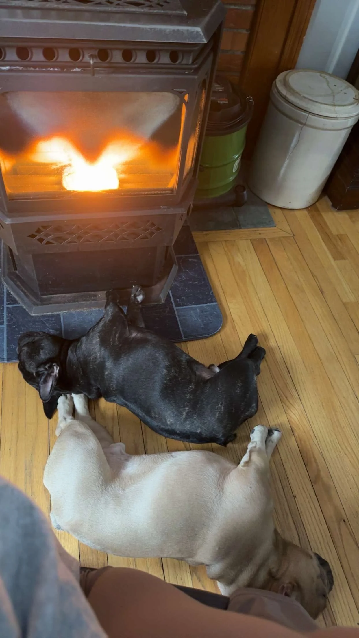 A living room scene with a wood stove burning, a black dog lying on a wooden floor with a beige dog nearby, and a white container and a green bucket in the background.