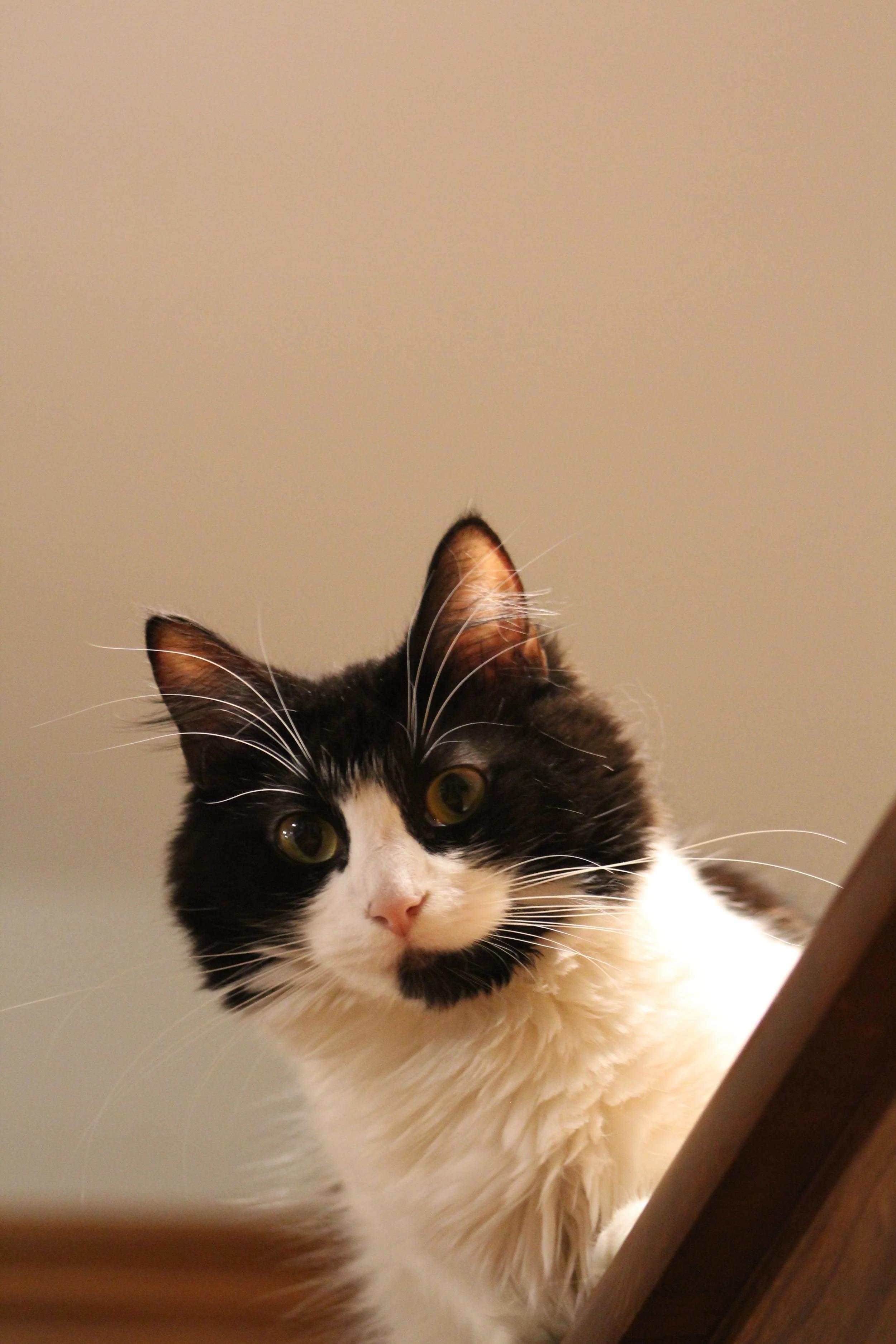 Close-up of a black and white cat with yellow eyes looking directly at the camera, partially obscured by furniture.
