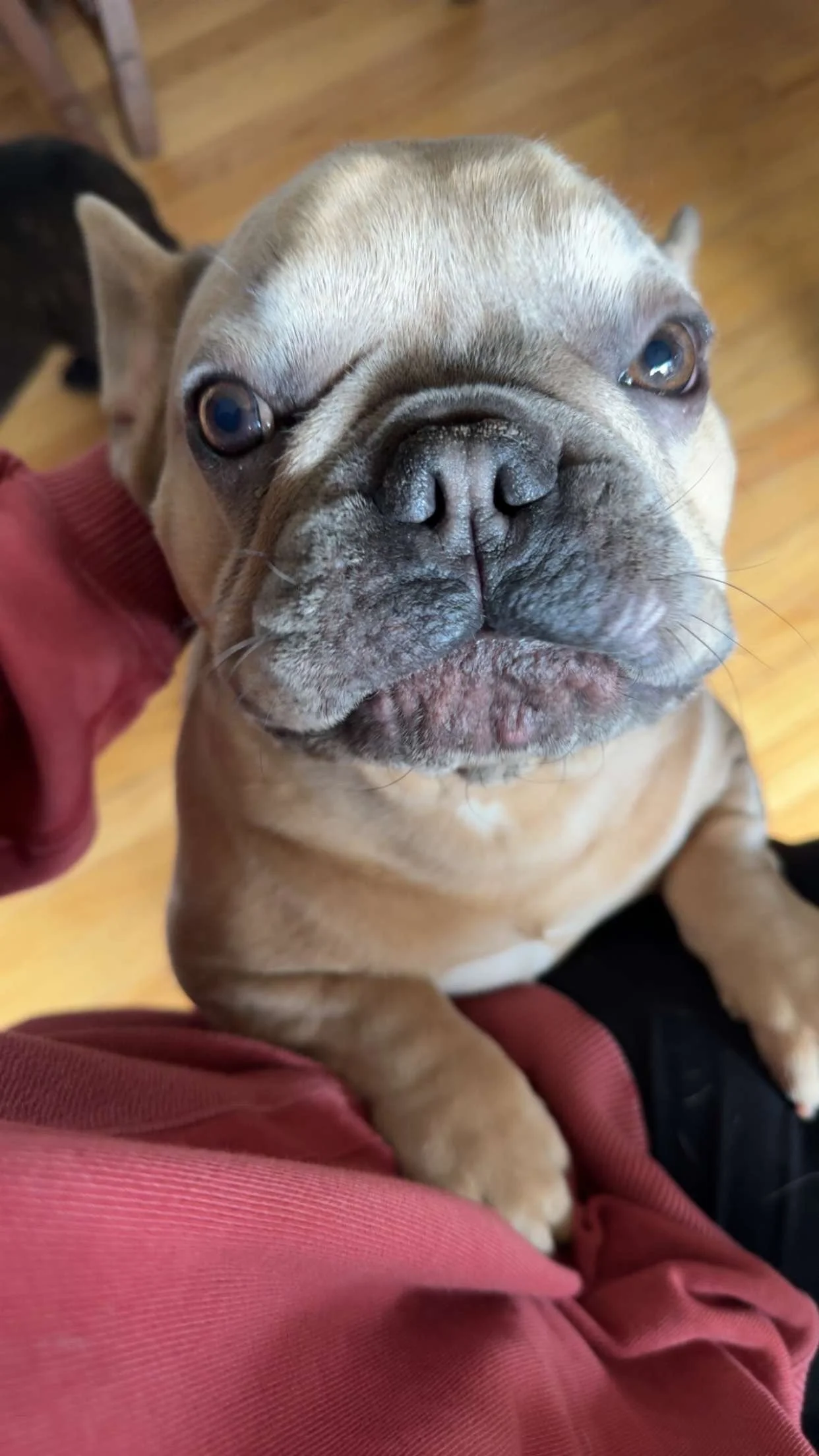 Close-up of a tan French Bulldog looking up at the camera, with a person wearing a red sweatshirt supporting the dog. The background shows a wooden floor.