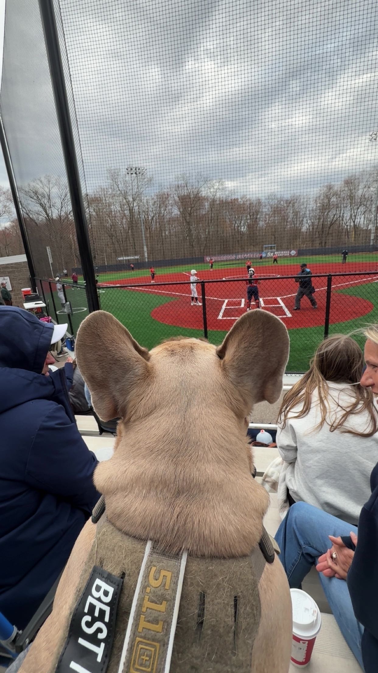 View of a baseball game from the stands, with a dog in the foreground watching the game with people sitting around it.