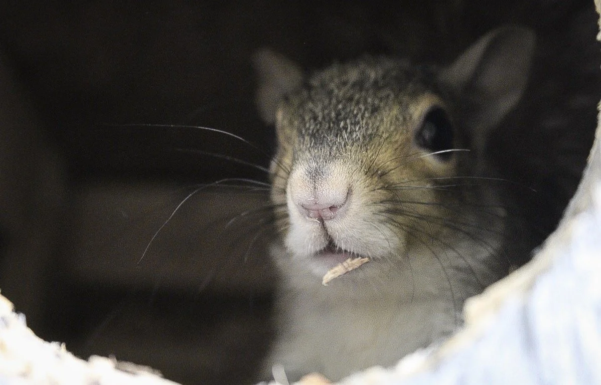 Close-up of a squirrel peeking out from a hole in a tree, holding a seed in its mouth.