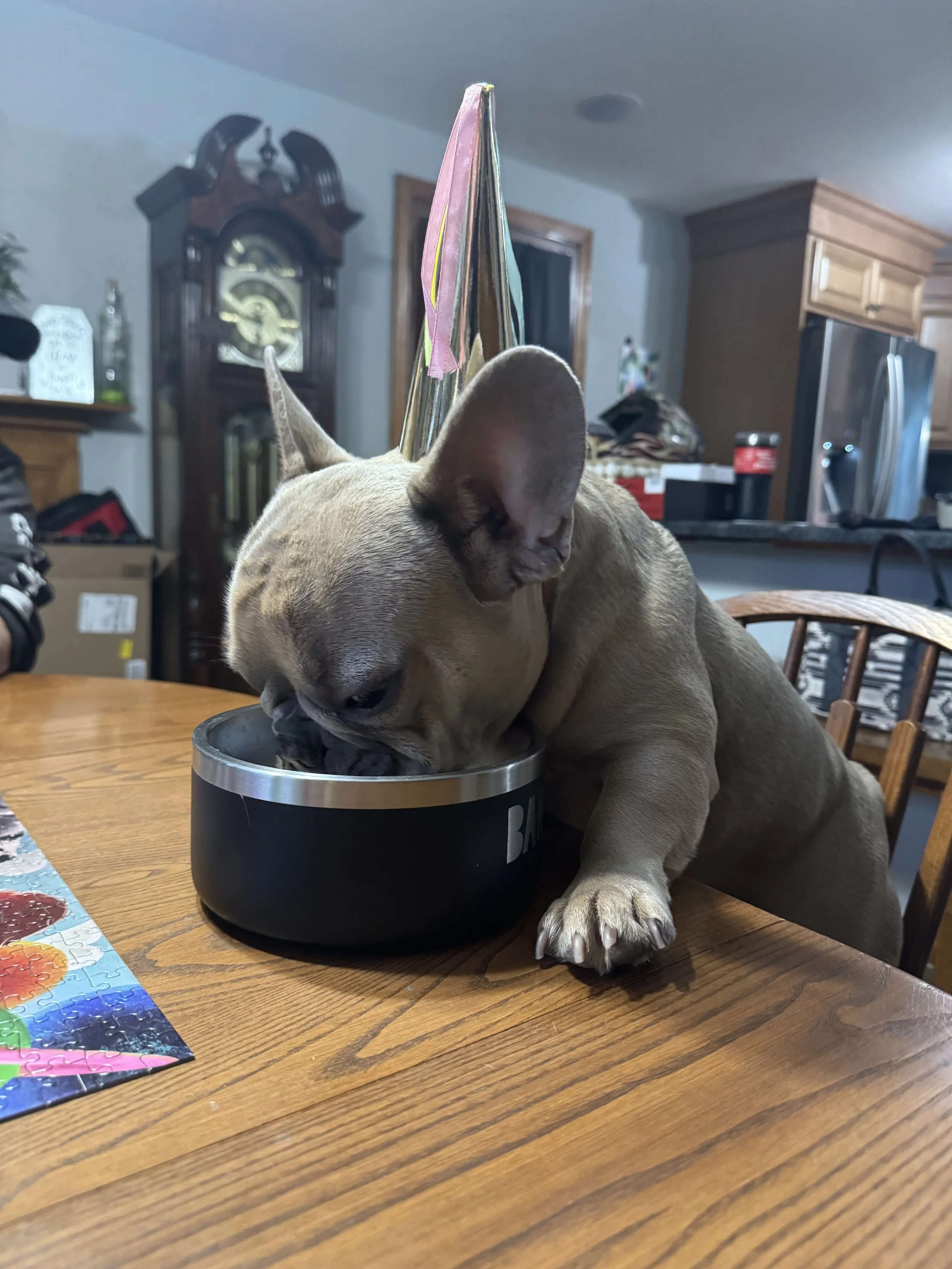 A tan puppy with large ears wearing a paper party hat is sitting on a wooden dining table, drinking from a black and silver bowl. 