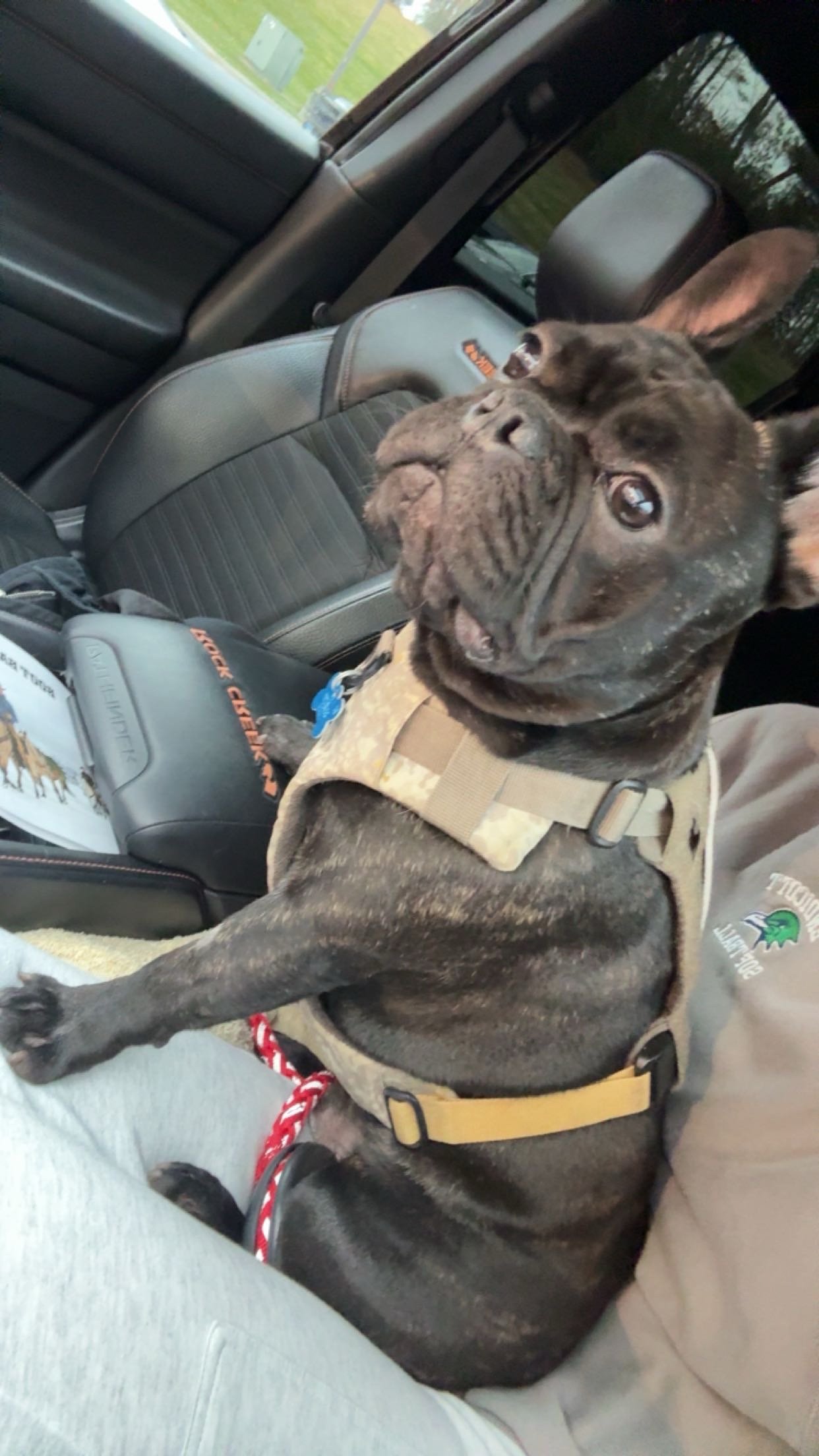 Close-up photo of a black brindle French Bulldog wearing a beige harness, lying on a person's lap in a car. The dog looks up at the camera with an alert expression, with its ears perked up.