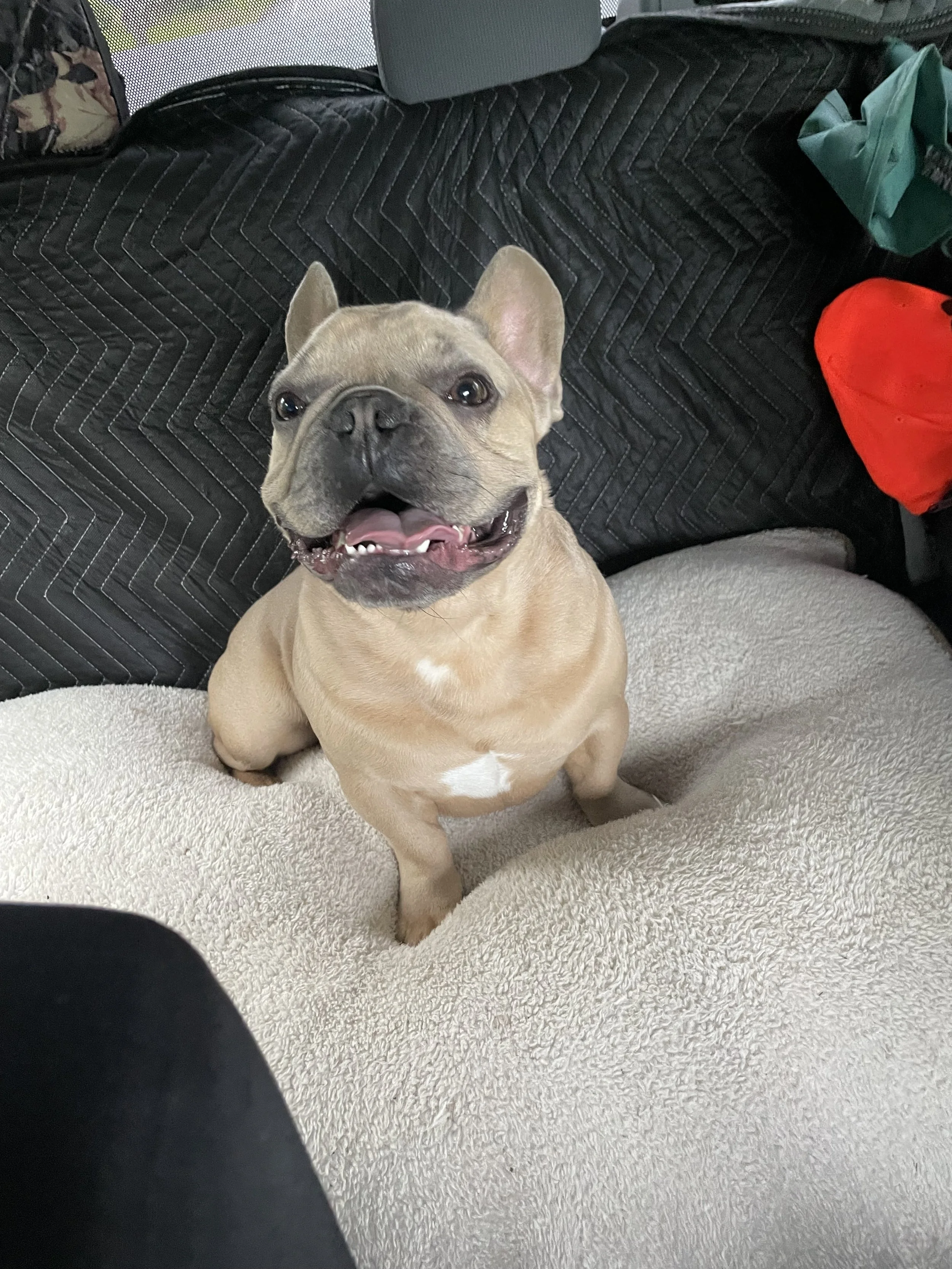 A tan French Bulldog sitting on a beige blanket with an open mouth and tongue out, inside a vehicle with a black quilted back seat cover.