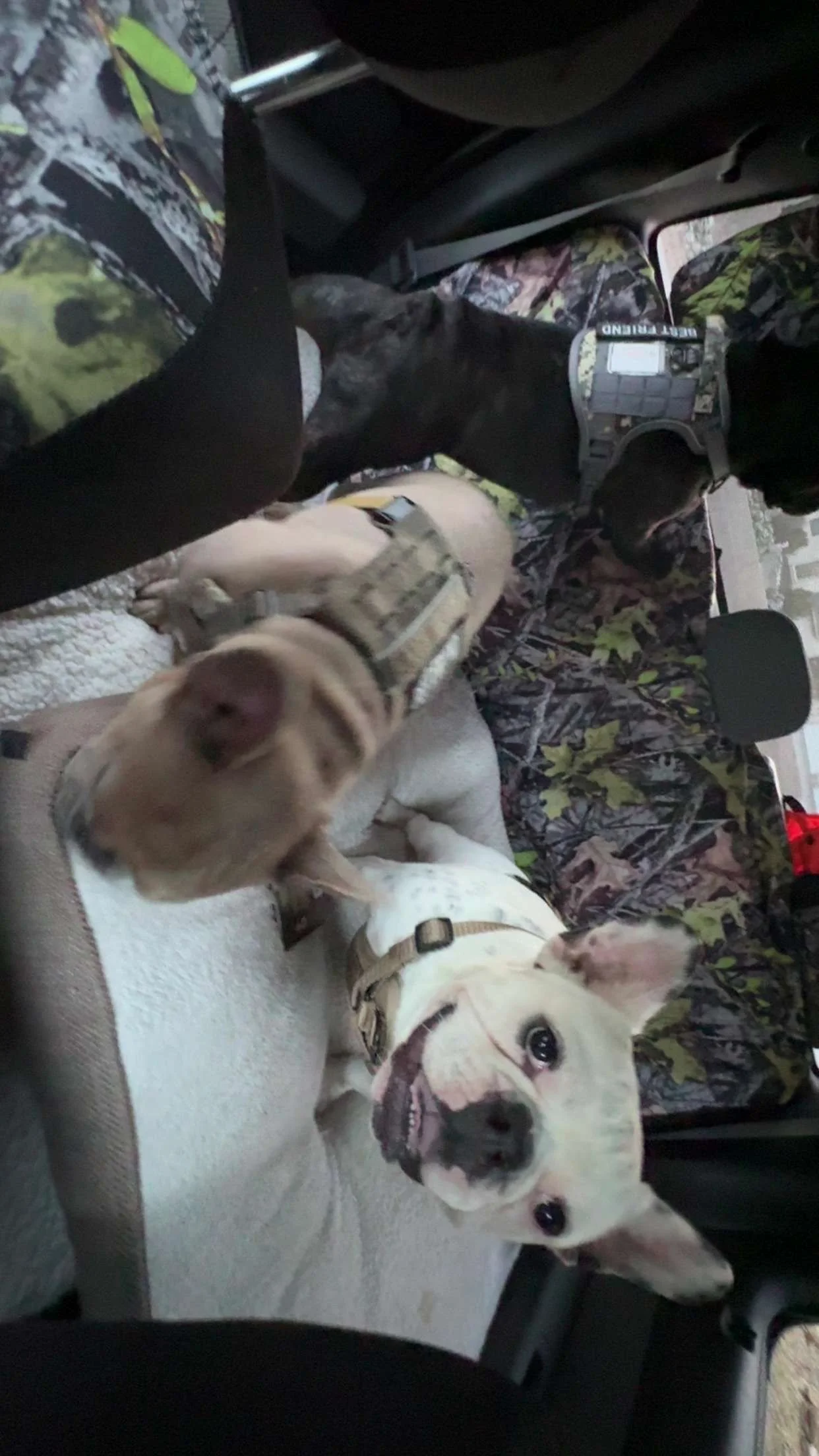 Three French Bulldogs sitting in the backseat of a truck, with camouflage patterned fabric. One dog is tan, one is white, and the other is black. 
