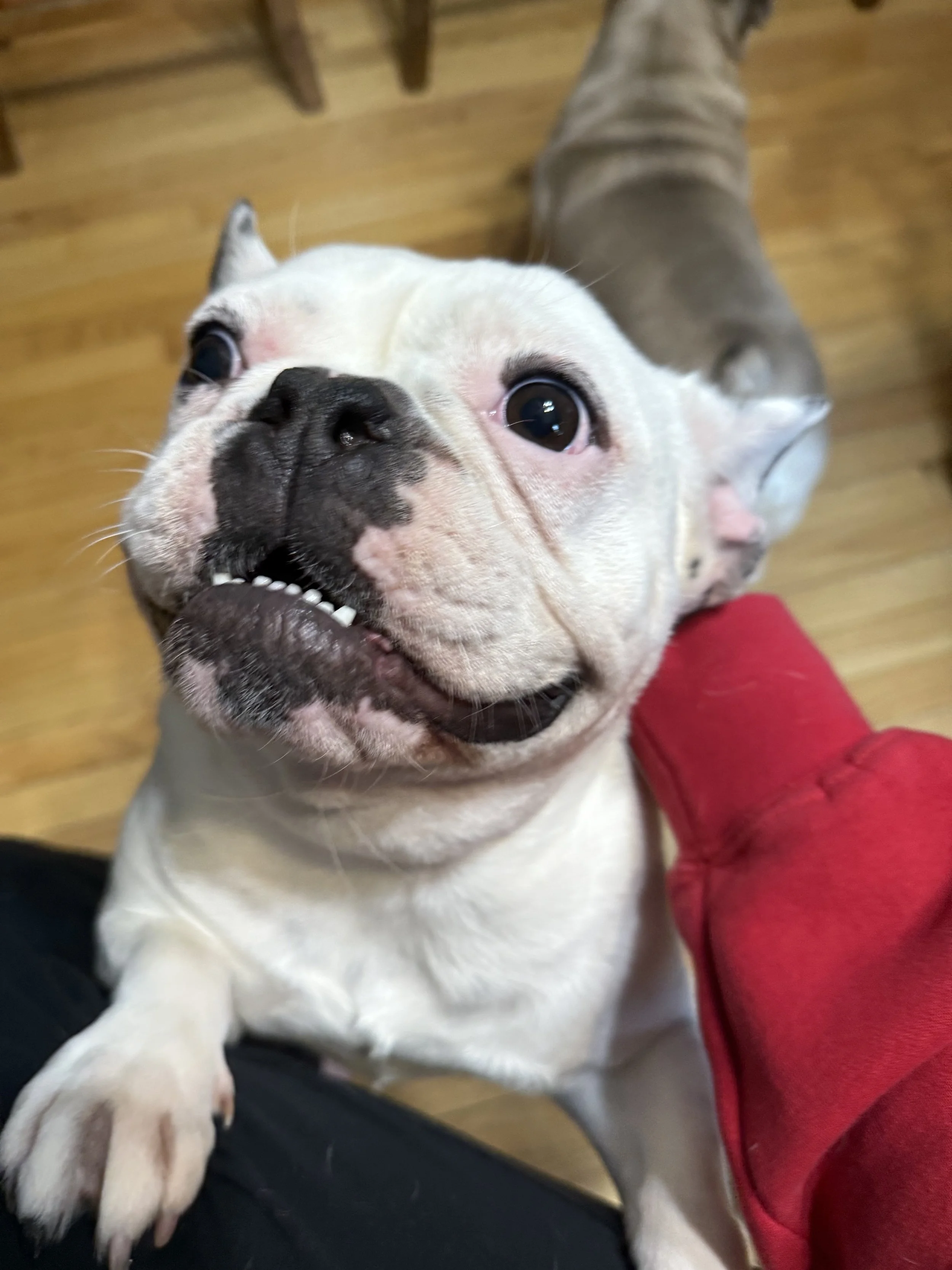 A close-up shot of a smiling bulldog with a white face and dark nose, lying on the lap of a person in red clothing, with a wooden floor in the background.