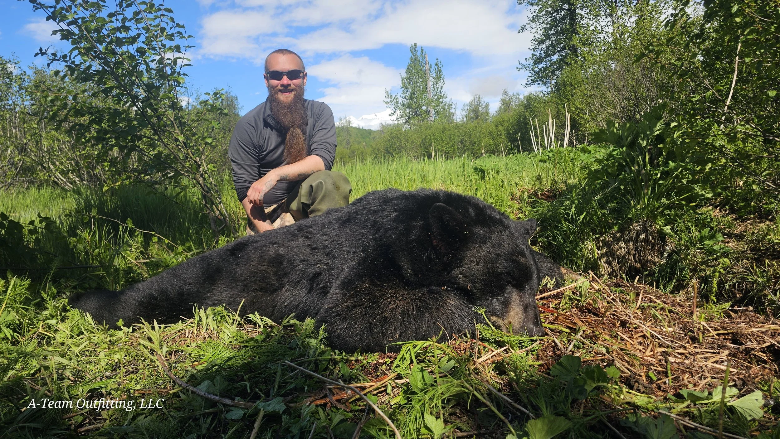 A man with a beard, wearing sunglasses and outdoor clothing, kneeling next to a large sleeping black bear in a green, wooded area on a sunny day.