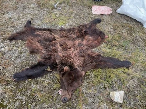 A bear lying on its back on the ground with its legs stretched outward.