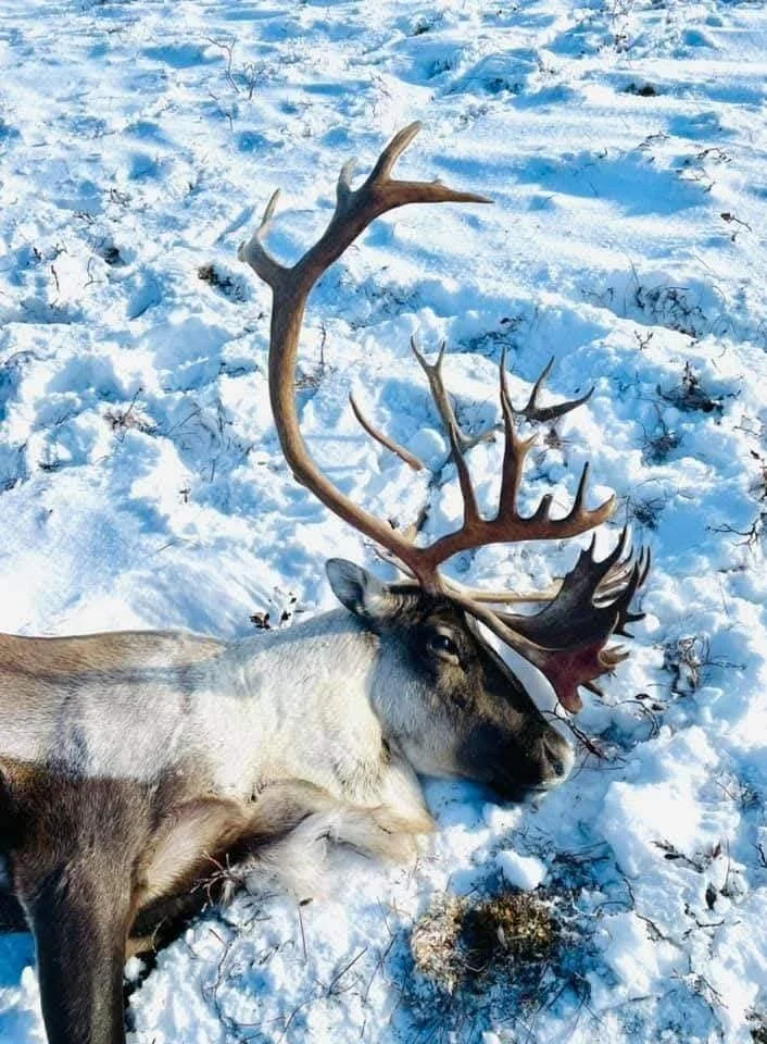 A dead reindeer lying on snow-covered ground with large antlers.
