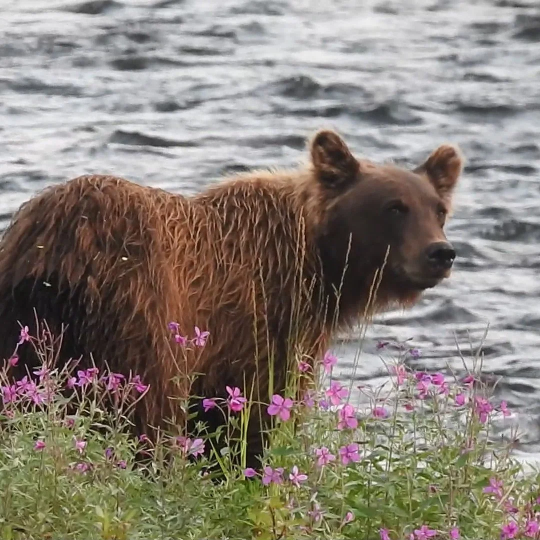 A brown bear standing among pink flowers near a body of water.
