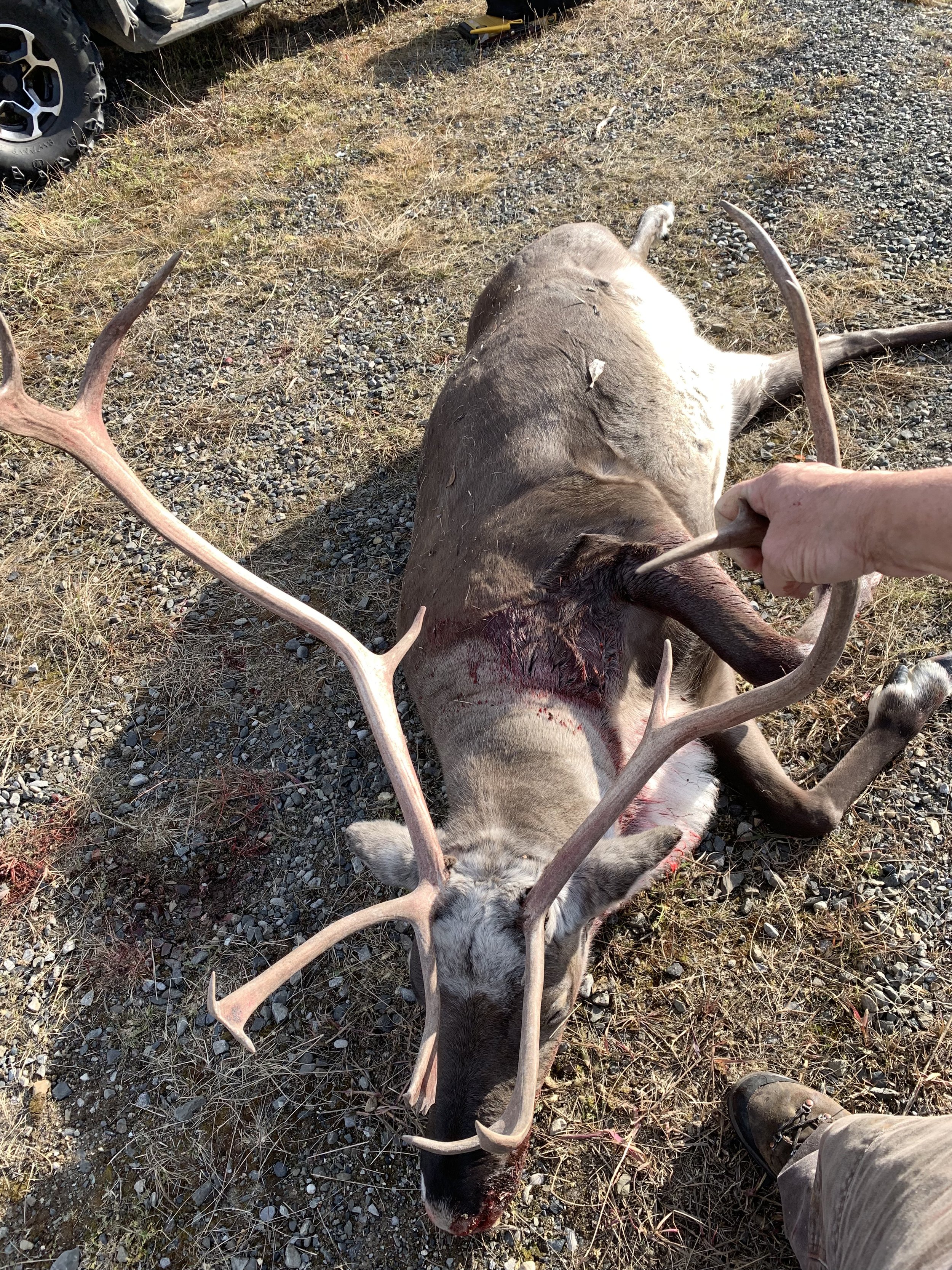 A deceased reindeer lying on the ground with blood visible around its head and neck. A person's hand is holding one of the reindeer's antlers. The setting appears to be outdoors with gravel and dry grass on the ground.