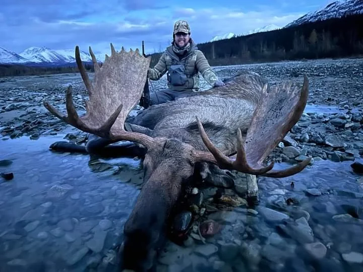 Person kneeling behind a large moose with massive antlers in a rocky river with snow-capped mountains in the background.