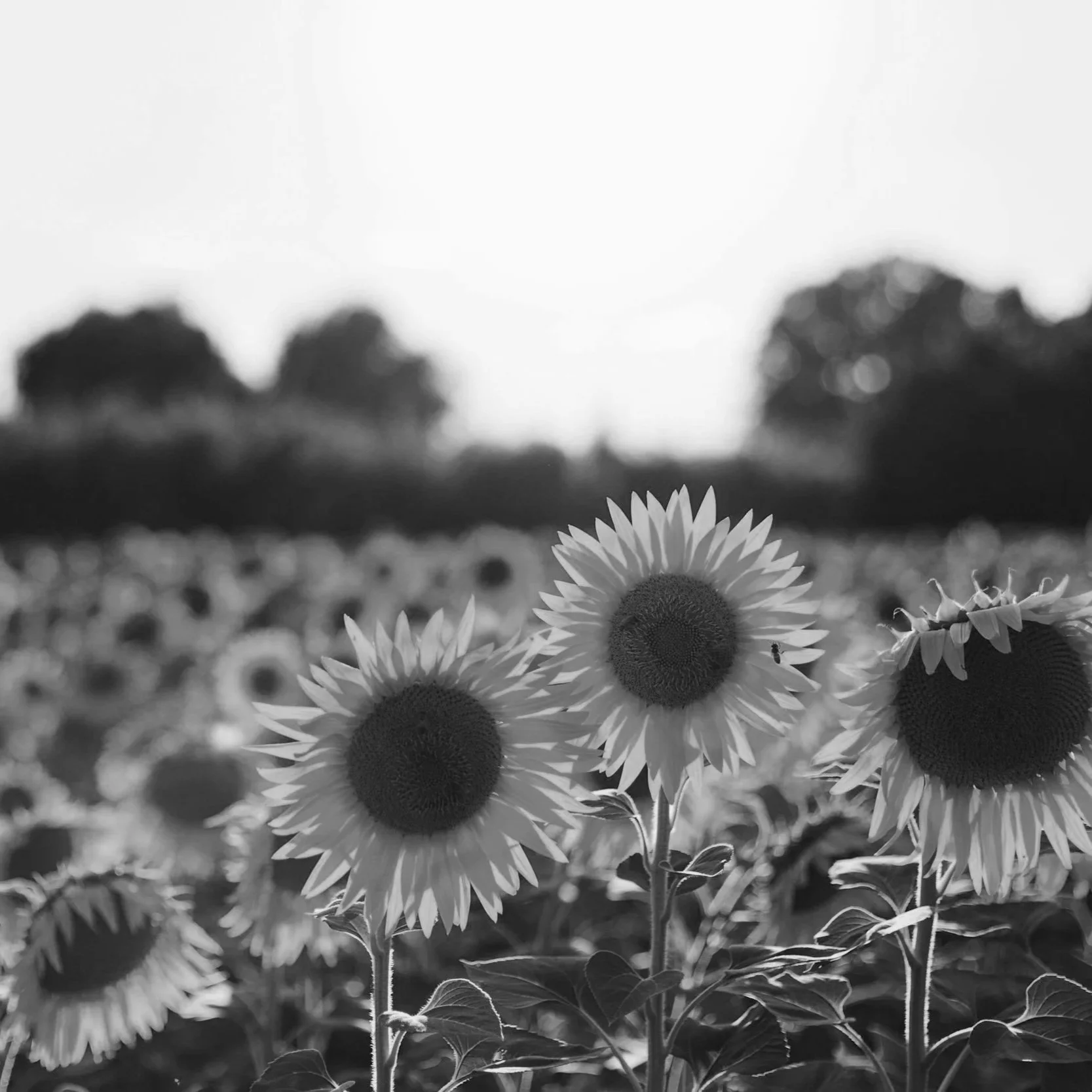 Bébé né sans vie : les démarches administratives et les obsèques, expliquées pas à pas