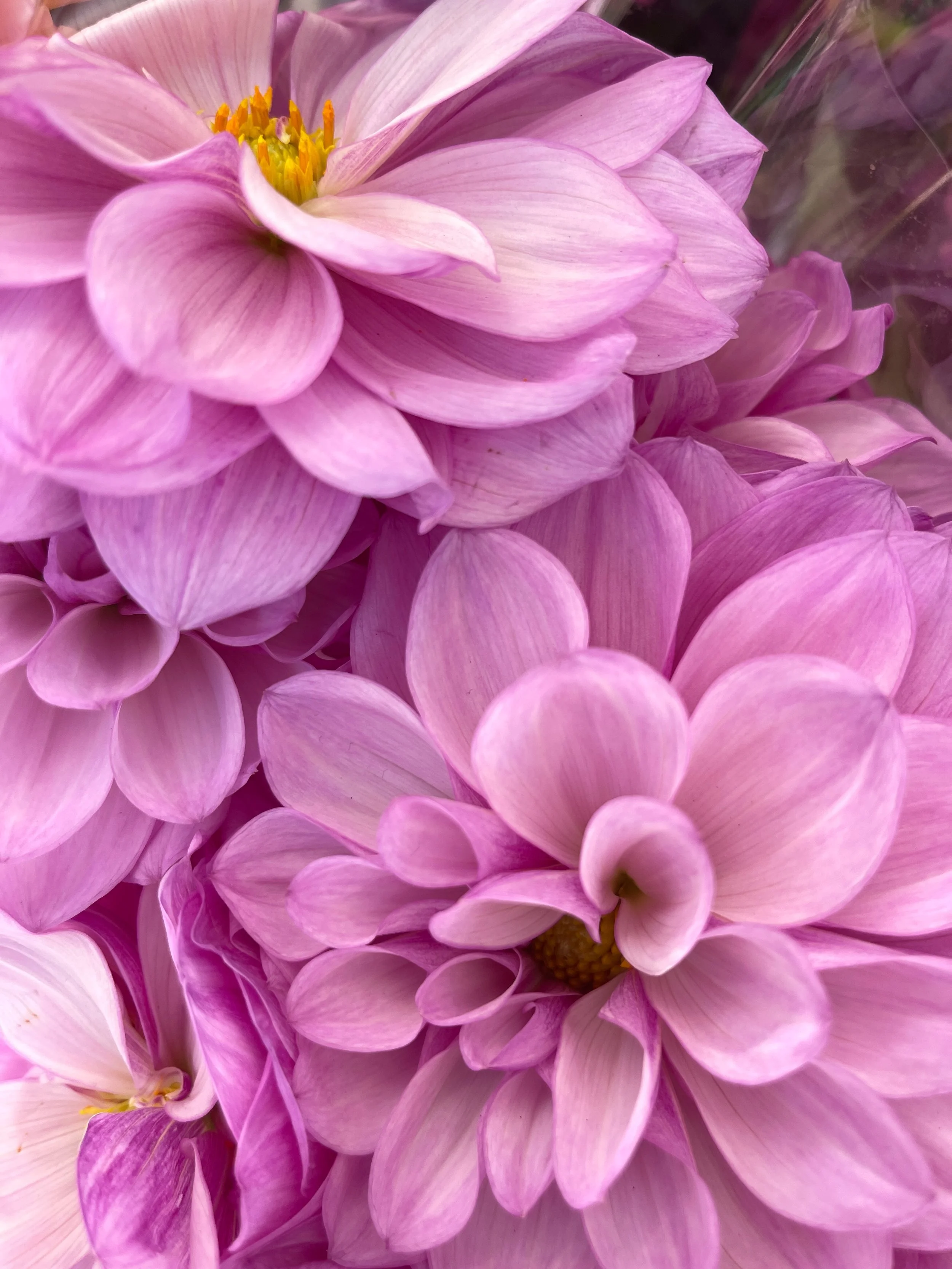 Blooming inspo of late 🌸🌺🌷

#textiledesign #floralinspiration 
 #textiledesigner #designprocess #inspiration