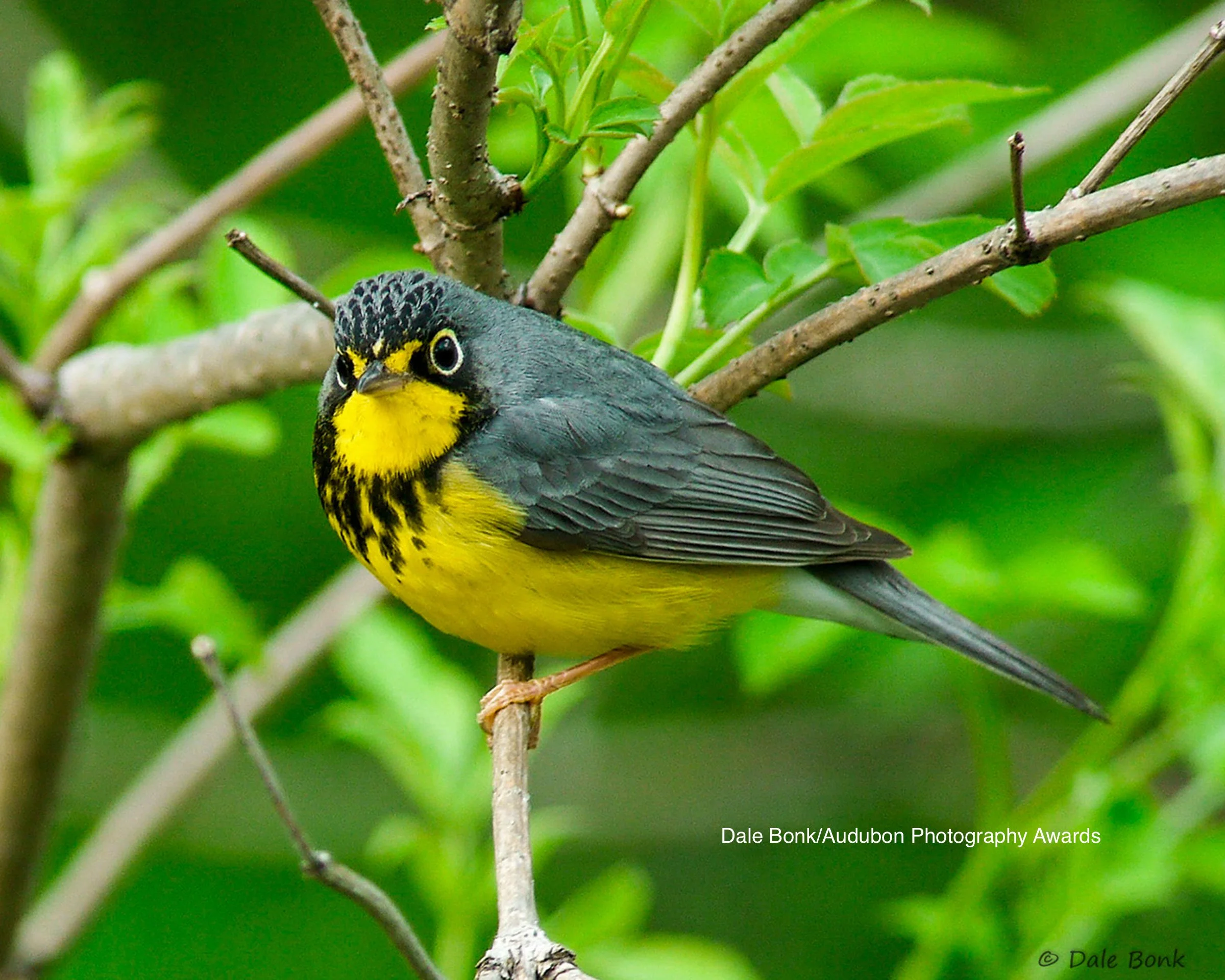 Alarka Laurel with Brent Martin